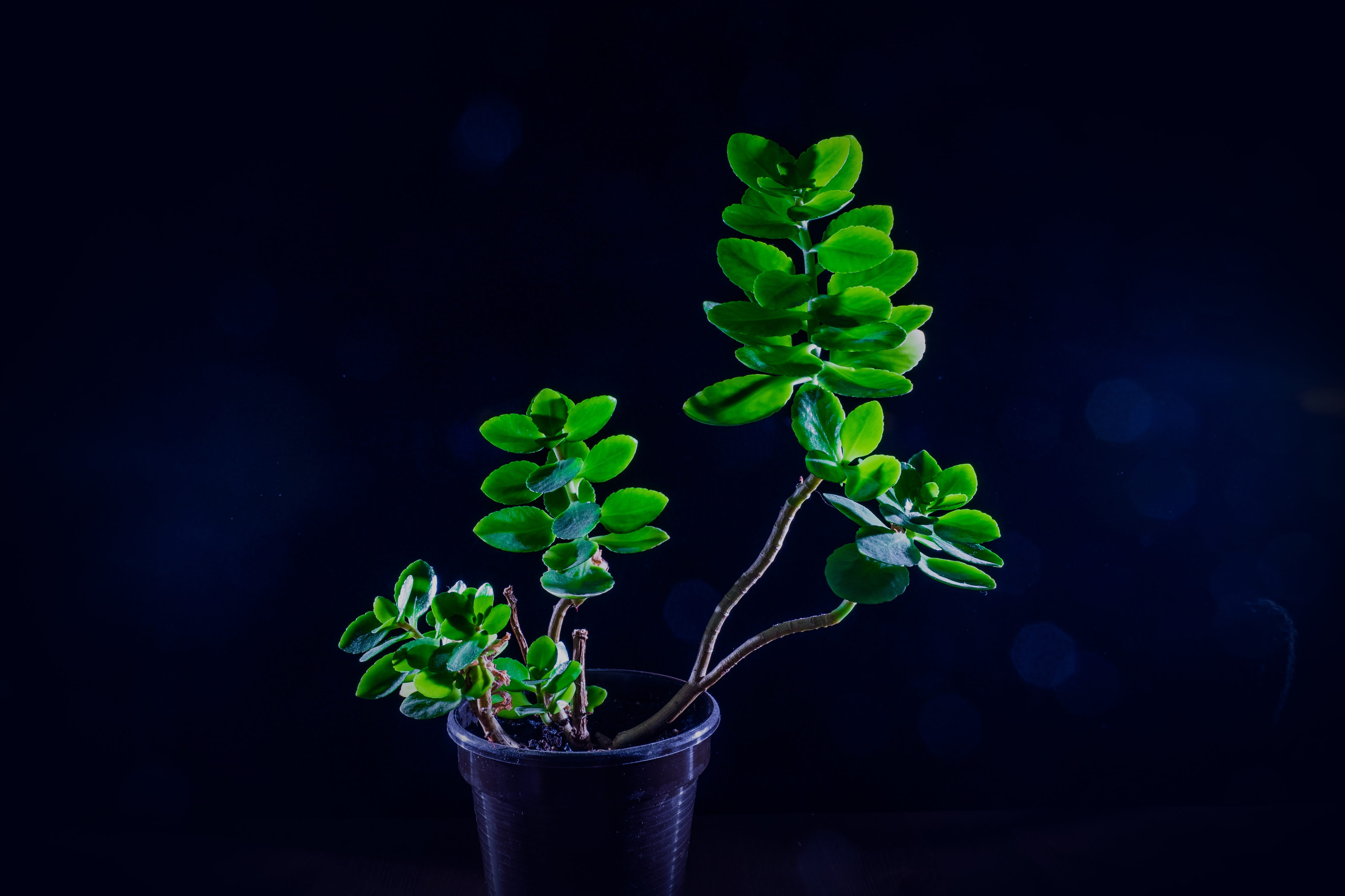 Orchid, green, studio, gardening, healthy eating, freshness, vulnerability, black background, growth, leaf, studio shot, lighting, Spring, beauty in nature, HD Wallpaper