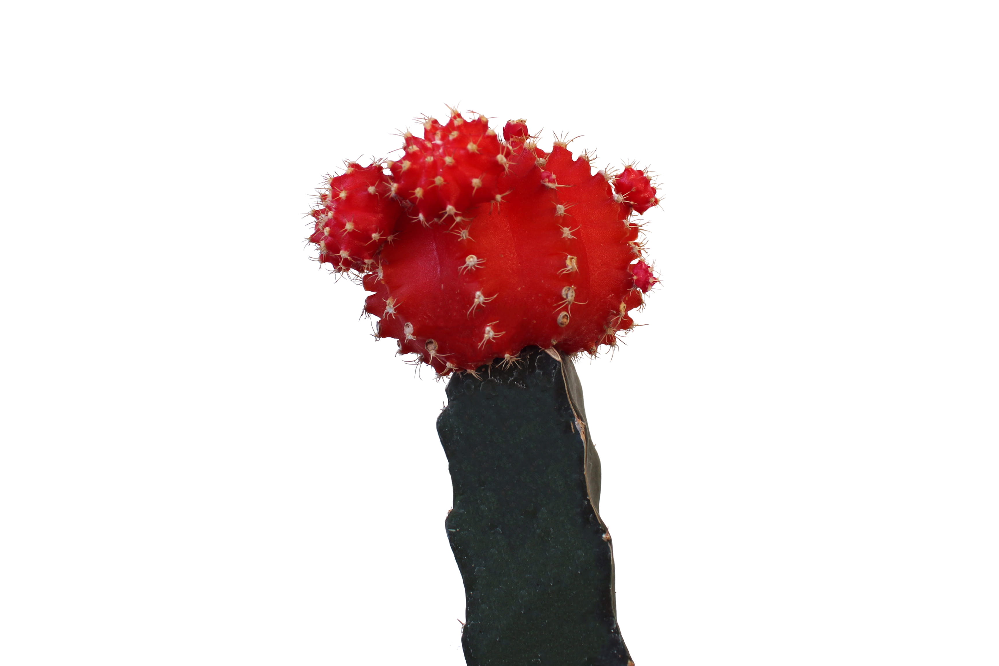 hot, green, nature, copy space, spike, red, white, no people, homedecor, clean, thorn, fruit, moon, healthy eating, cacti, sign, plants, desert, studio shot, HD Wallpaper