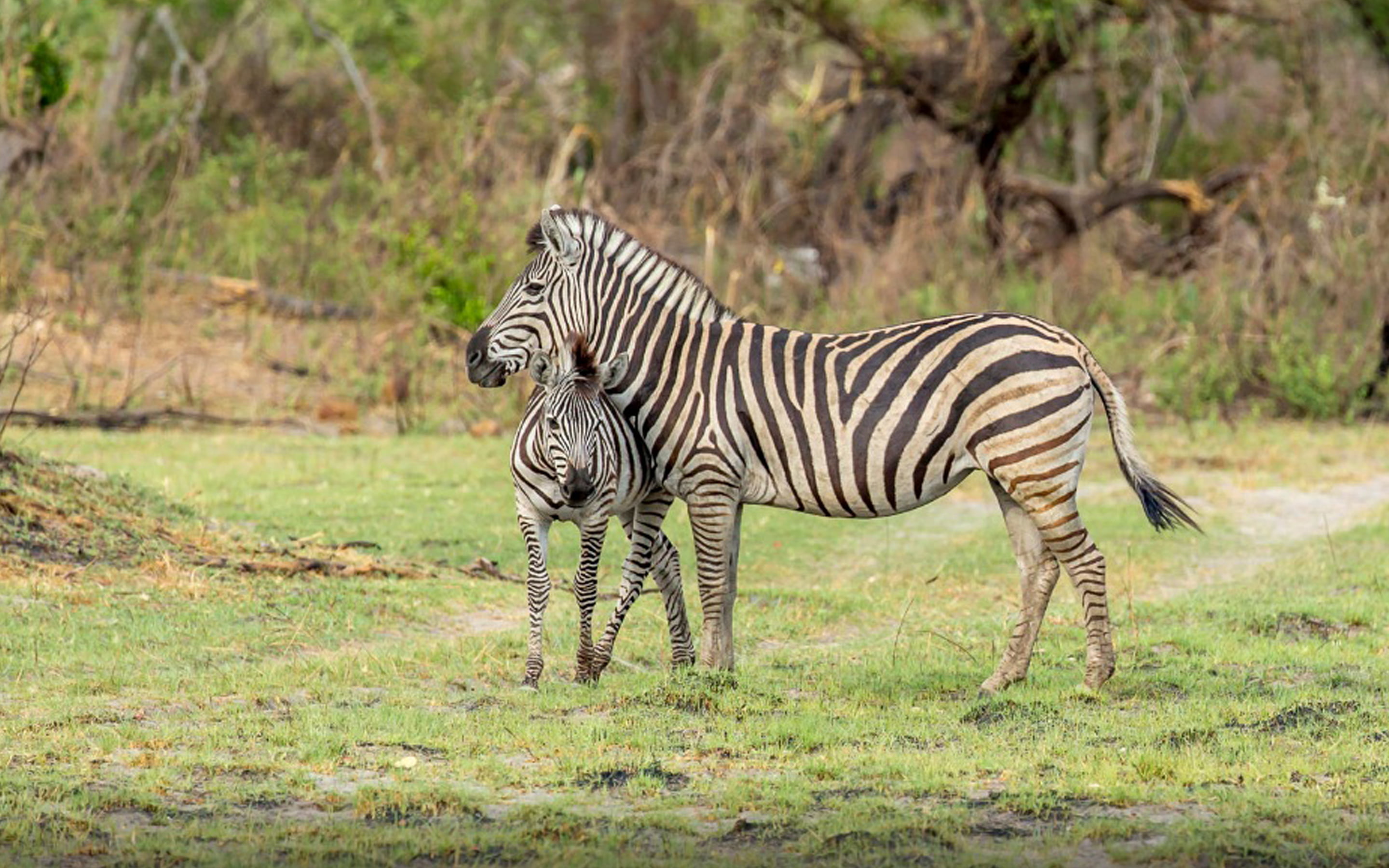 mammal, animal, no people, wildlife reserve, group of animals, vertebrate, land, travel destinations, animal wildlife, 2K, young, african, zebra, herbivorous, HD Wallpaper