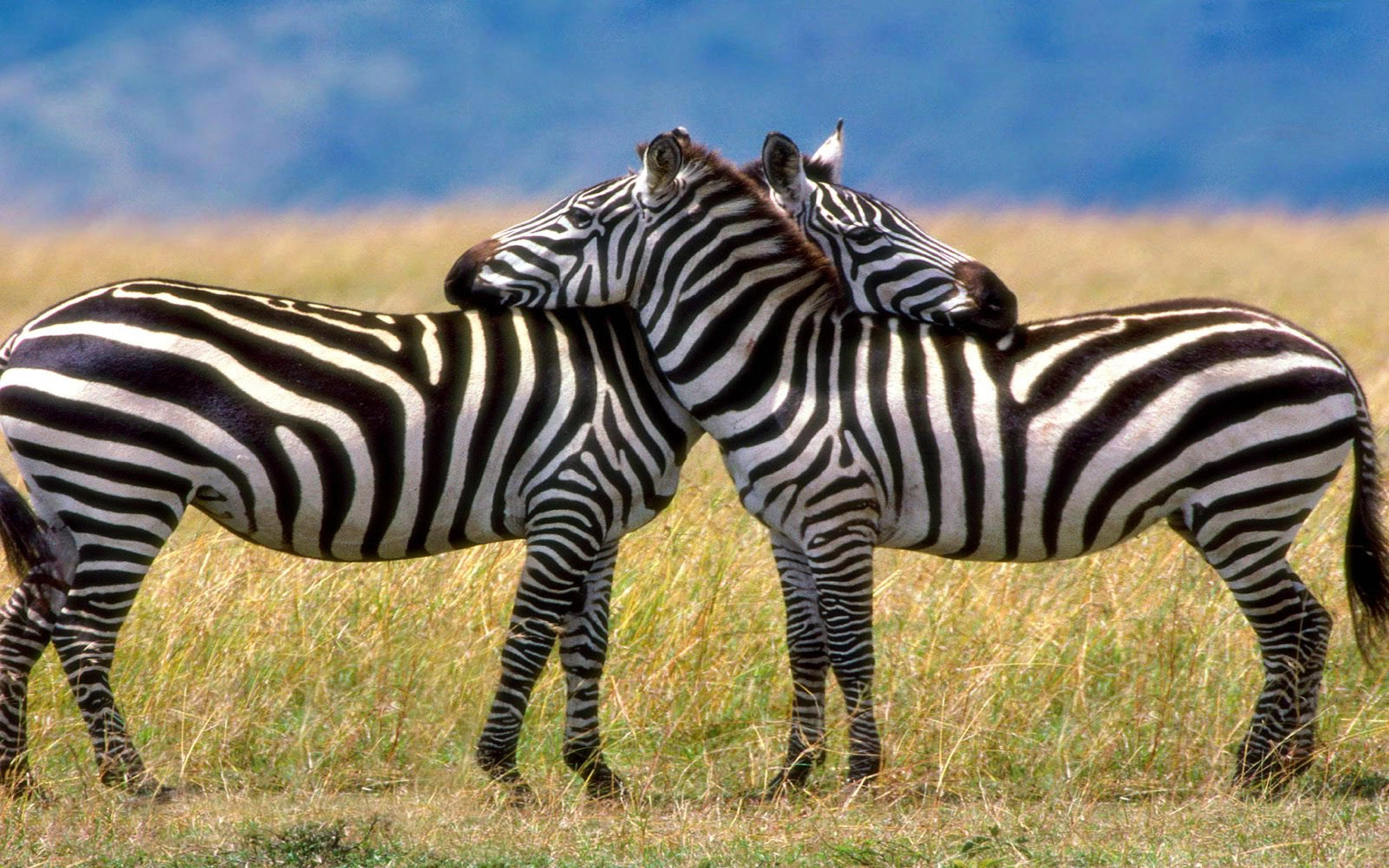 travel destinations, hd, animal themes, mammal, animal, two animals, plant, striped, group of animals, nature, grass, 4K, animal wildlife, outdoors, herbivorous, HD Wallpaper