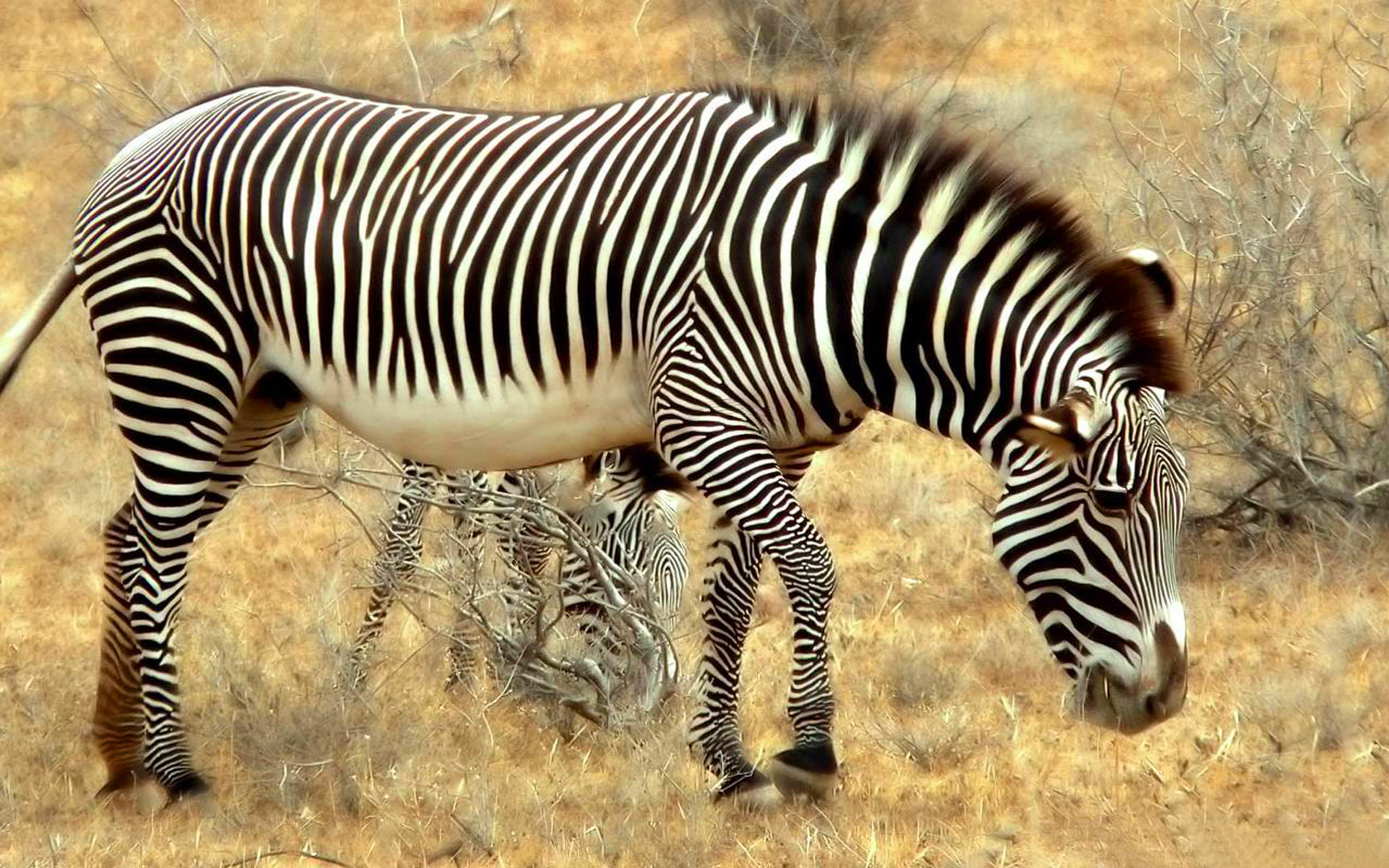 animal wildlife, field, grass, laptops, day, herbivorous, two animals, zebra, outdoors, vertebrate, group of animals, safari, mammal, grazing, animal markings, HD Wallpaper