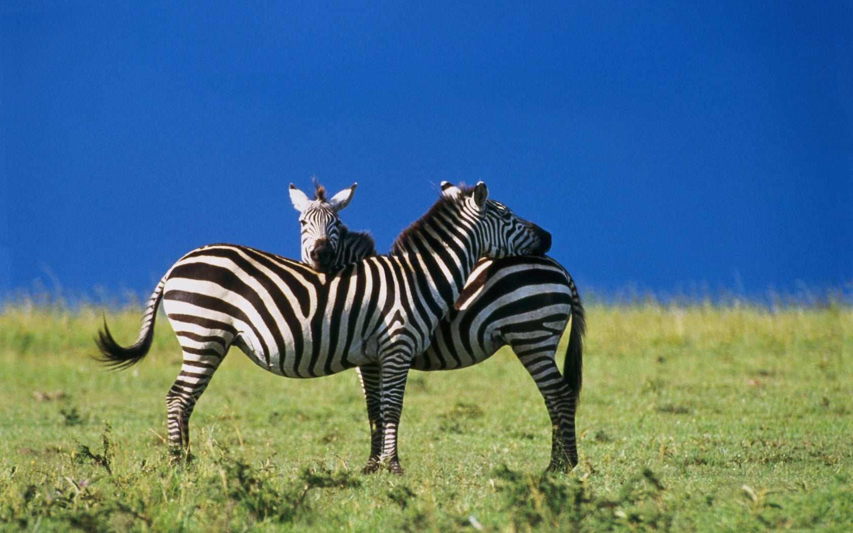 nature, vertebrate, blue, animal wildlife, 720P, plant, zebra, group of animals, sky, outdoors, animal themes, striped, environment, grass, animal, two, HD Wallpaper