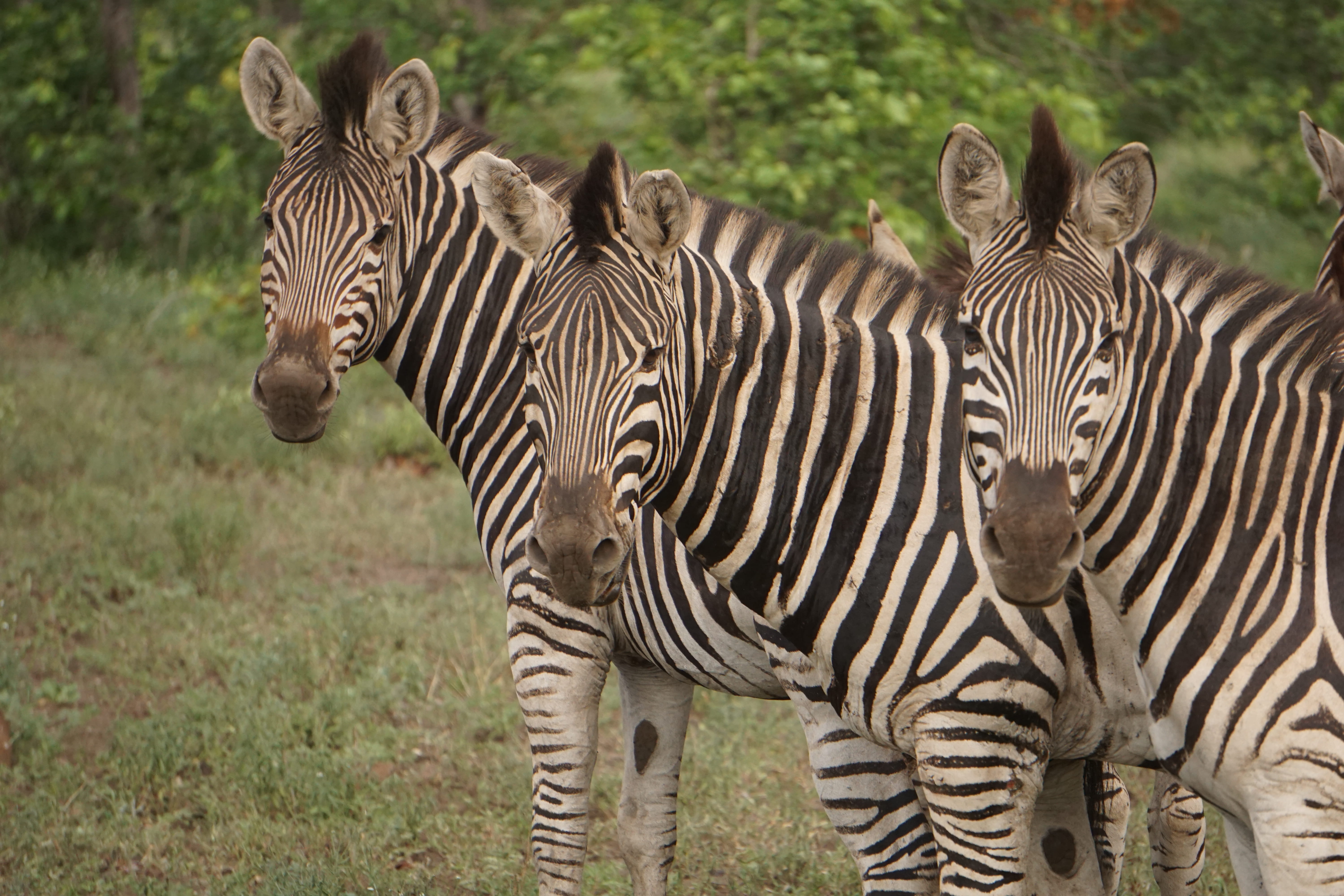 field, plant, animal themes, outdoors, animal, focus on foreground, grass, zoo, safari, animal markings, green, savanna, beside, group of animals, zebras, HD Wallpaper