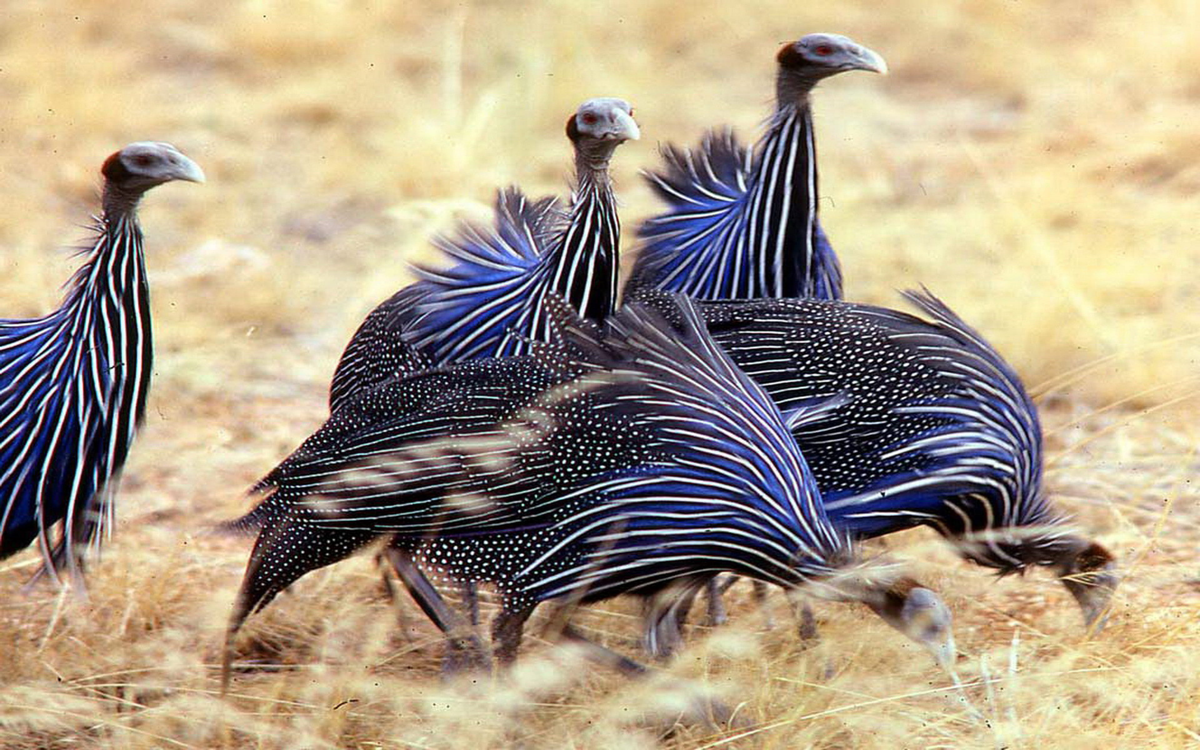 national, grass, zebra, no people, vulturinum, nature, animals in the wild, bird, striped, plant, guineafowl, vulturine, animal themes, day, togetherness, HD Wallpaper