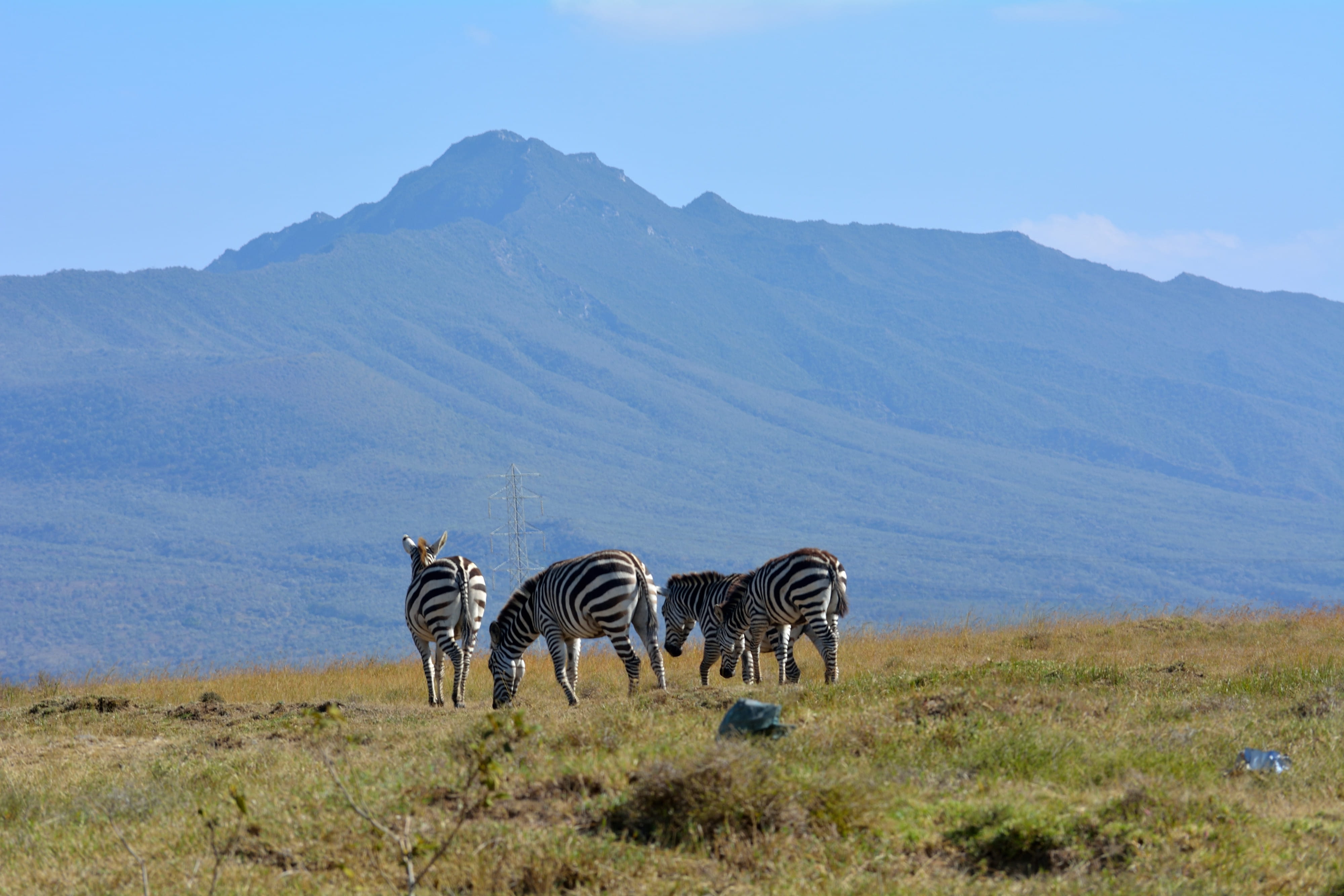 striped, landscape, animals in the wild, animal themes, no people, field, scenics - nature, kenya, herbivorous, sky, mammal, nature, group of animals, outdoors, HD Wallpaper