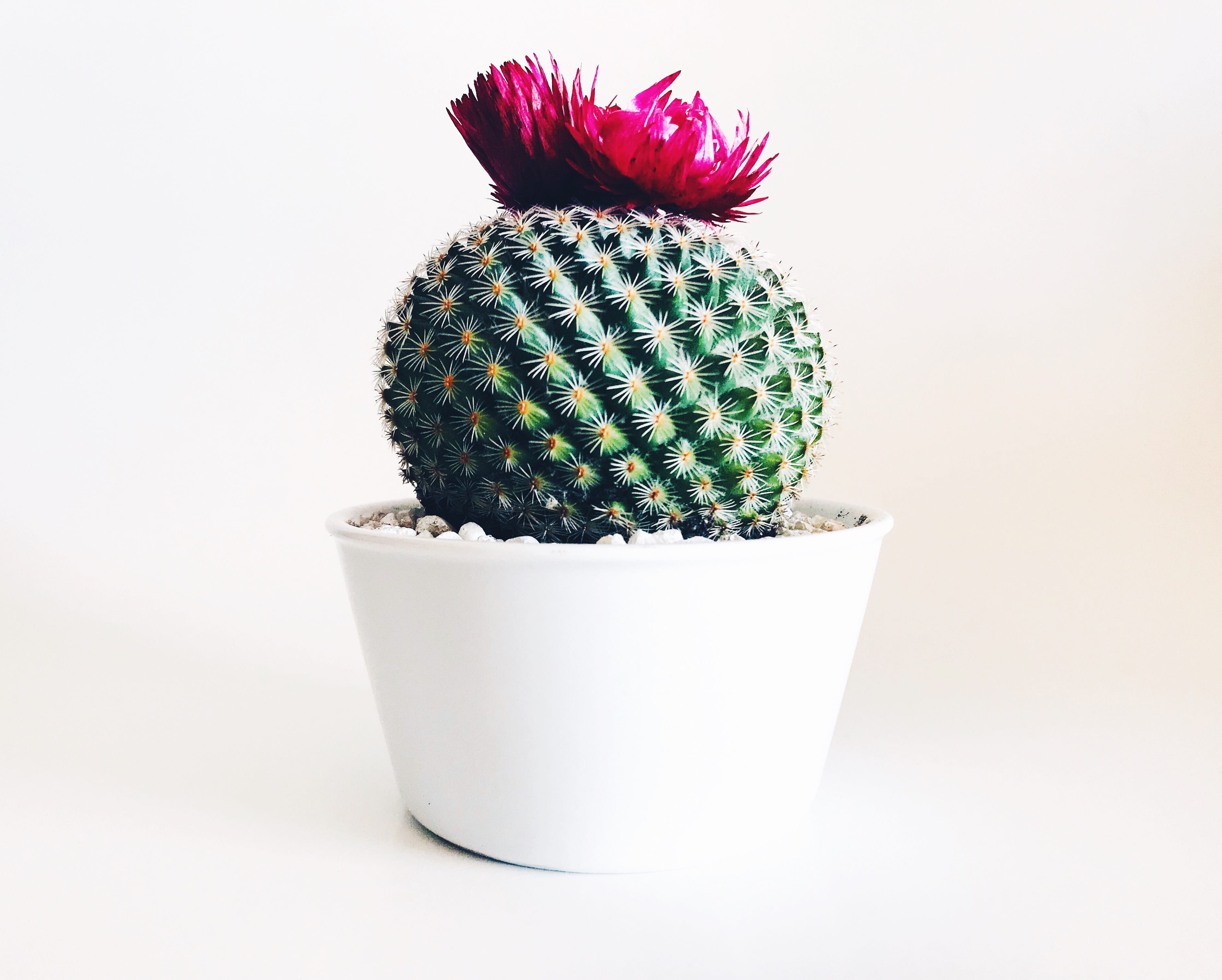 plant, no people, potted plant, green, pink color, spiked, pink, studio shot, food, cactus, thorn, food and drink, white background, flower, planter, pot, HD Wallpaper
