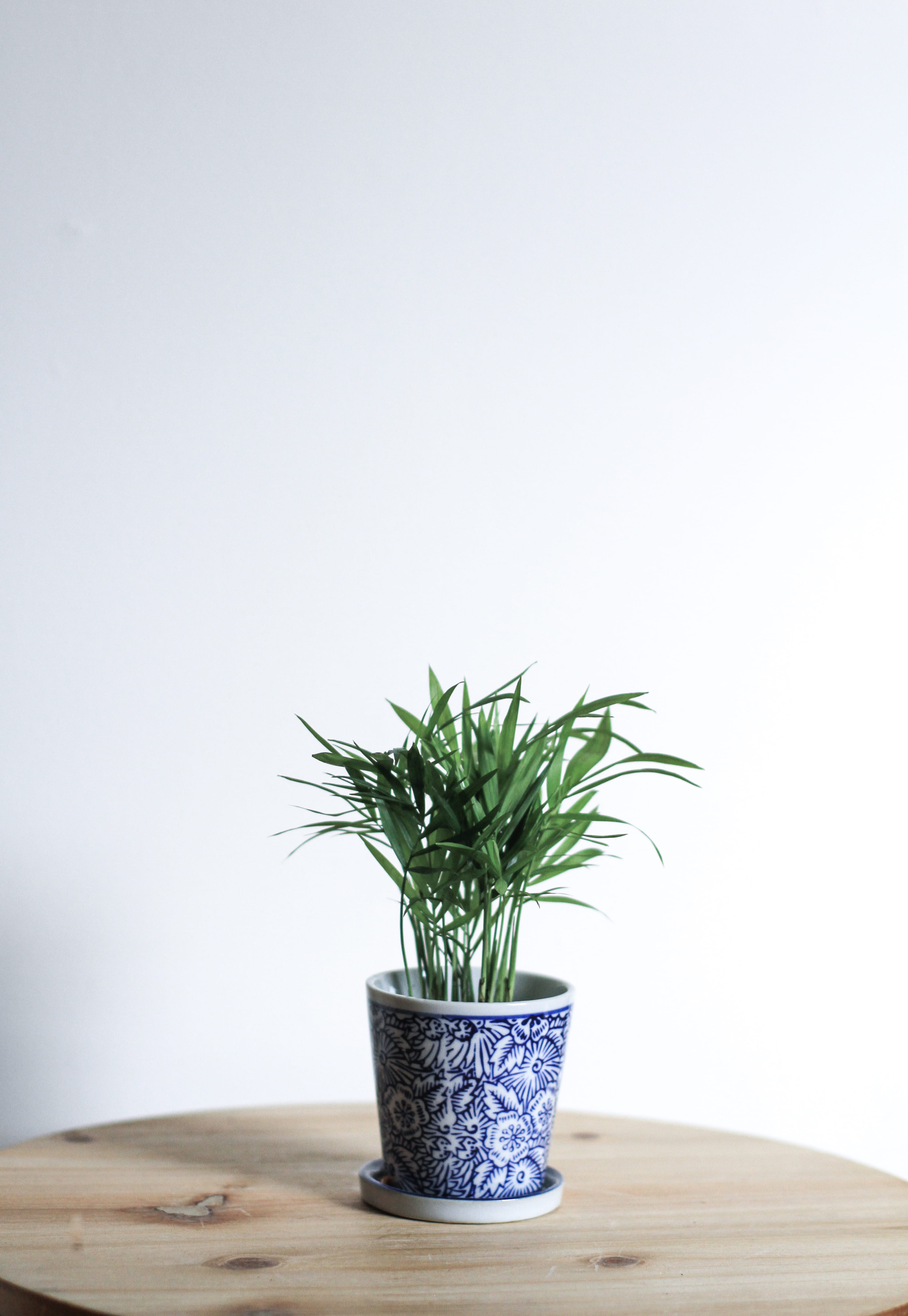 flower pot, planter, house plant, potted plant, wall - building feature, green color, wall, vase, indoors, day, plant part, plant, floral, nature, no people, Phone HD Wallpaper