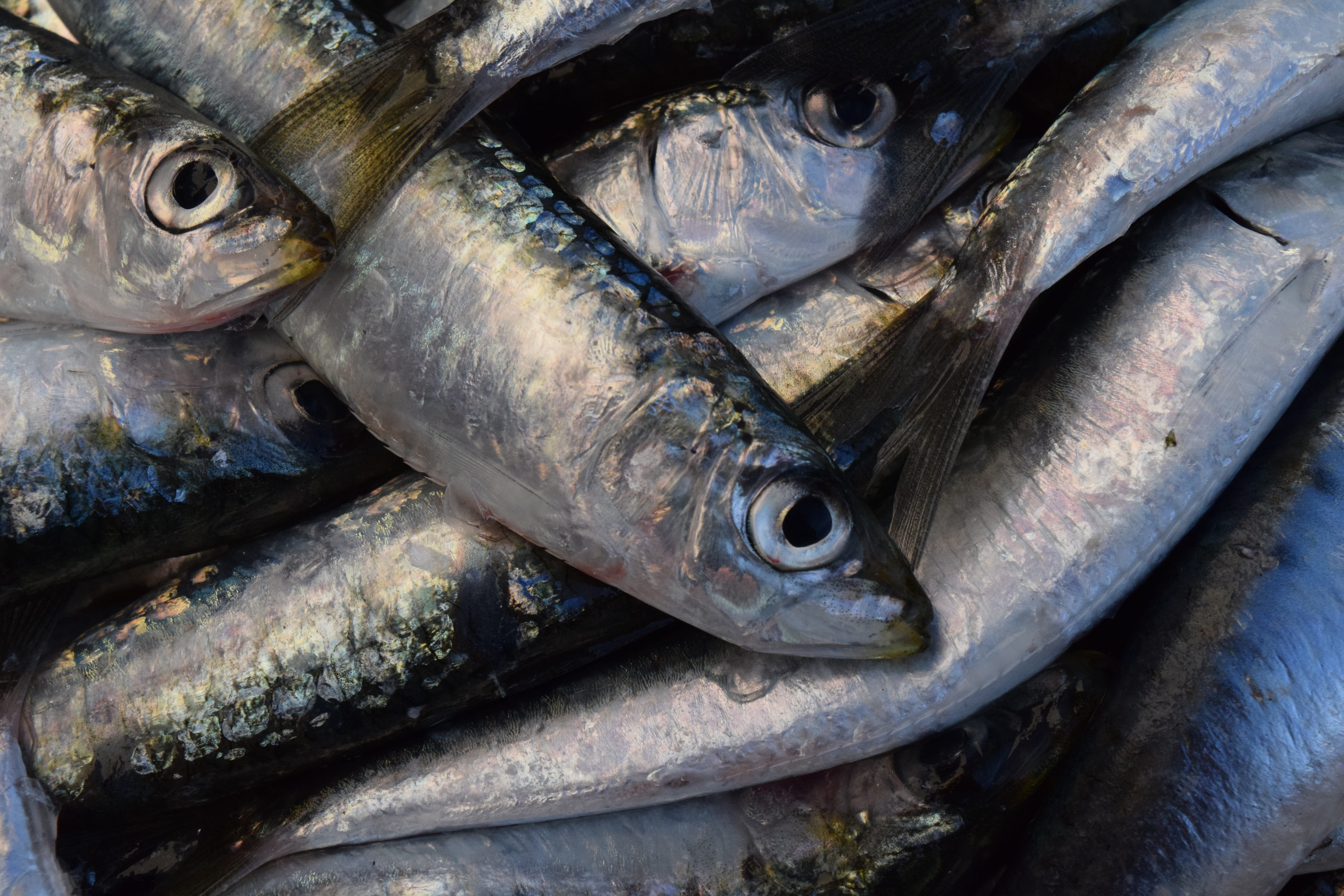 fish, healthy, full frame, animal, wellbeing, food, raw food, vertebrate, 5K, nutrition, market, sardines, fish market, silver, close-up, fresh, day, freshness, HD Wallpaper