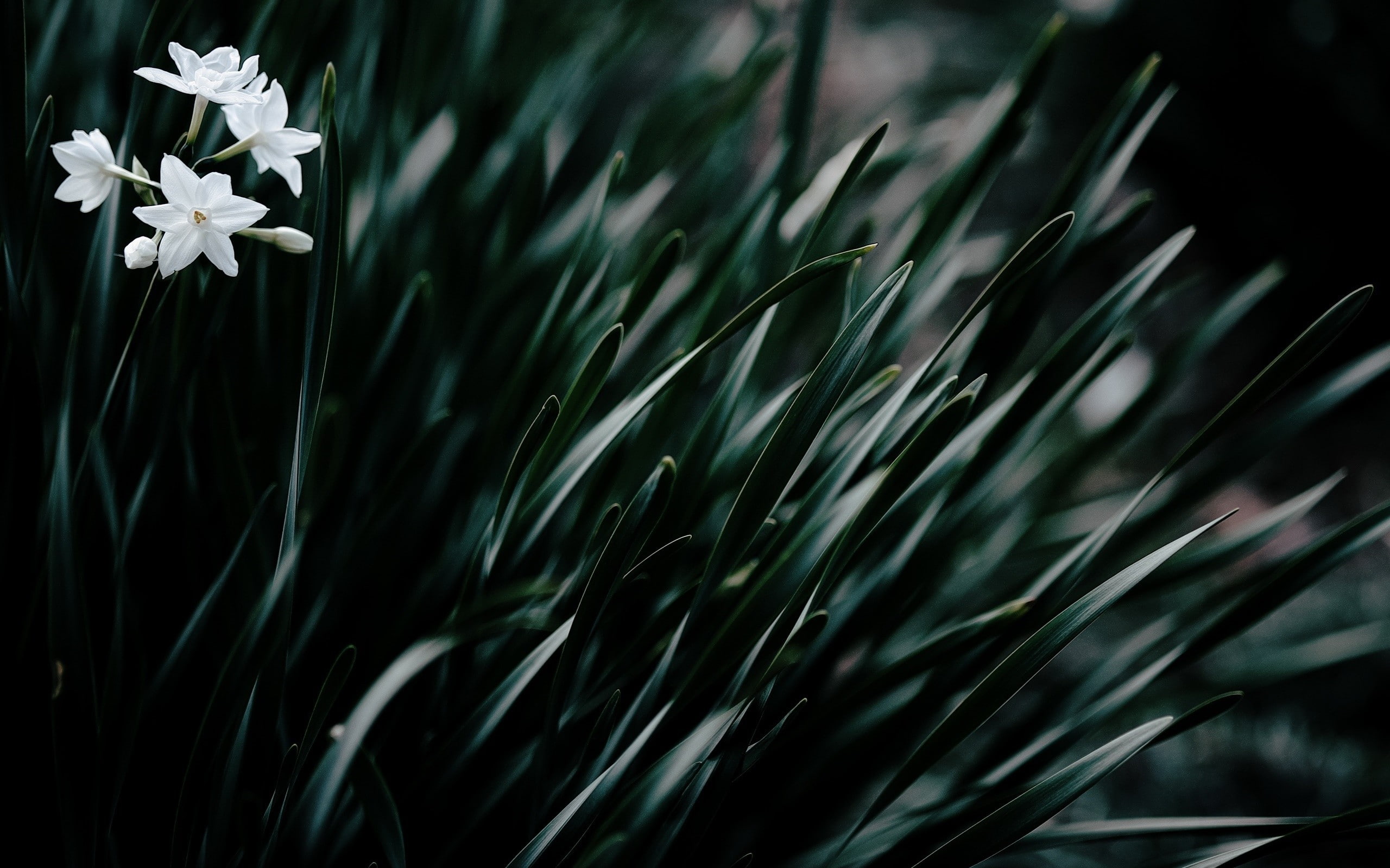 close-up, beauty in nature, day, green color, blade of grass, petal, fragility, focus on foreground, grass, green, no people, selective focus, freshness, HD Wallpaper