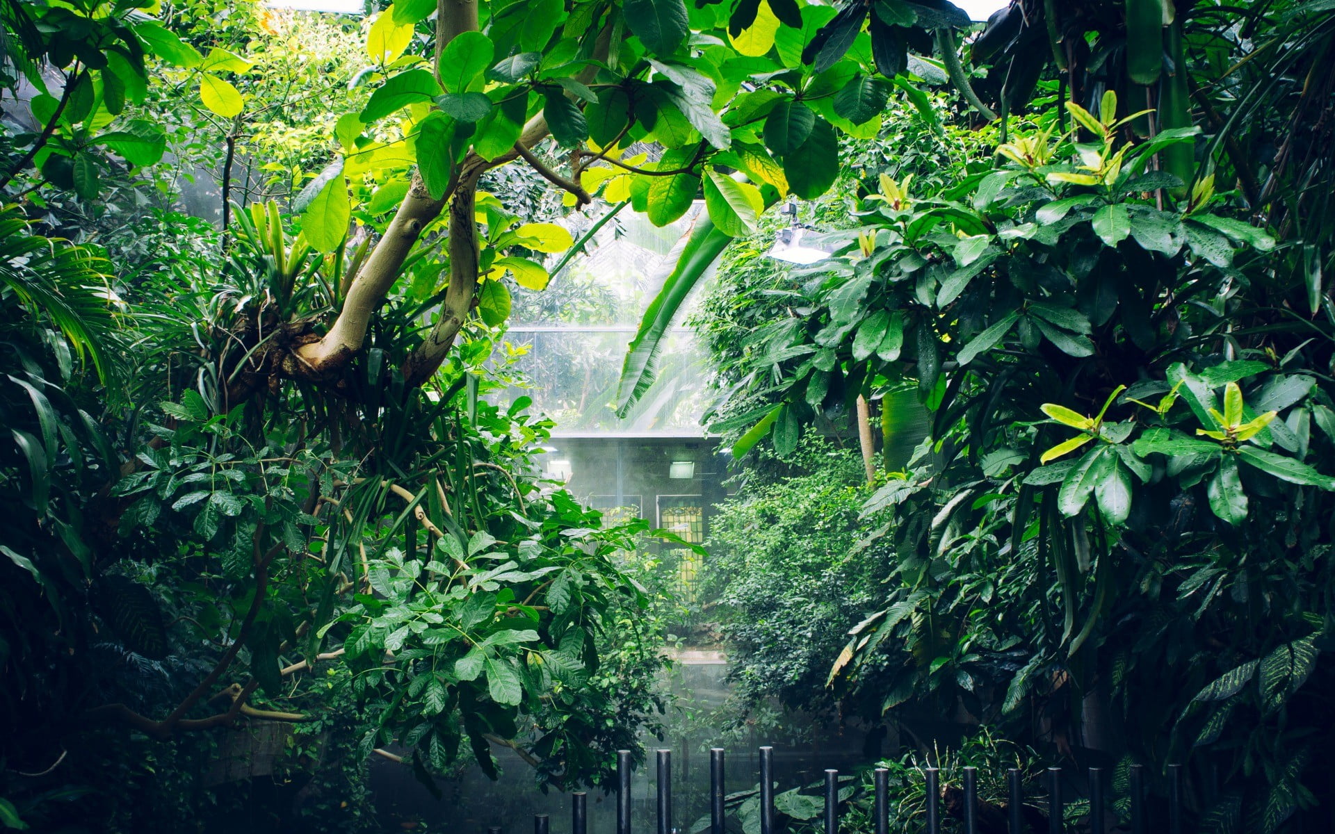 architecture, beauty in nature, photography, pot, branch, outdoors, plant part, leaf, foliage, growth, green color, no people, tranquility, tree, plant, HD Wallpaper