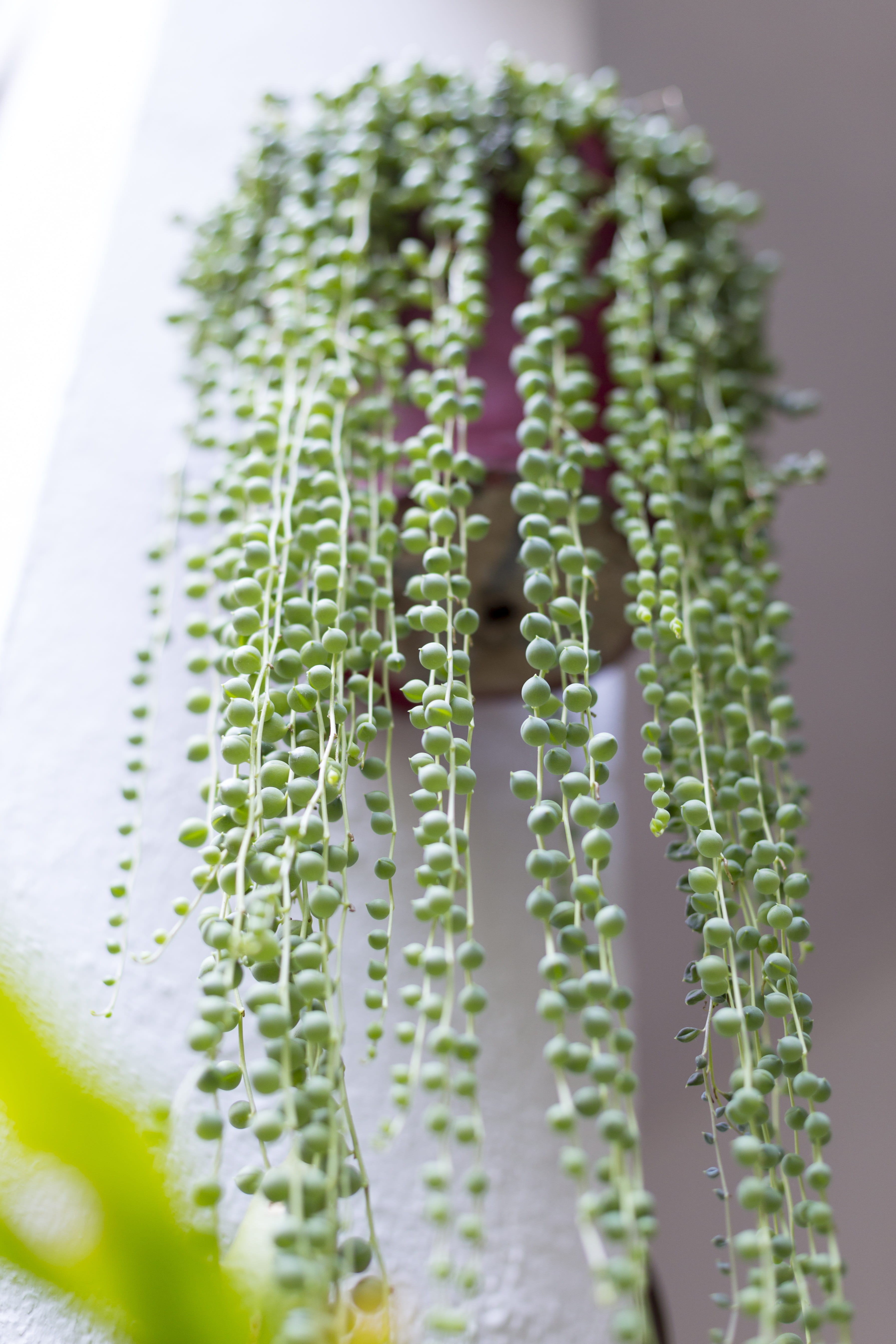 botany, spain, plant part, healthy eating, green, growth, still life, 5K, close-up, plant, patio, food, rosario, selective focus, flowerpot, nature, freshness, Phone HD Wallpaper