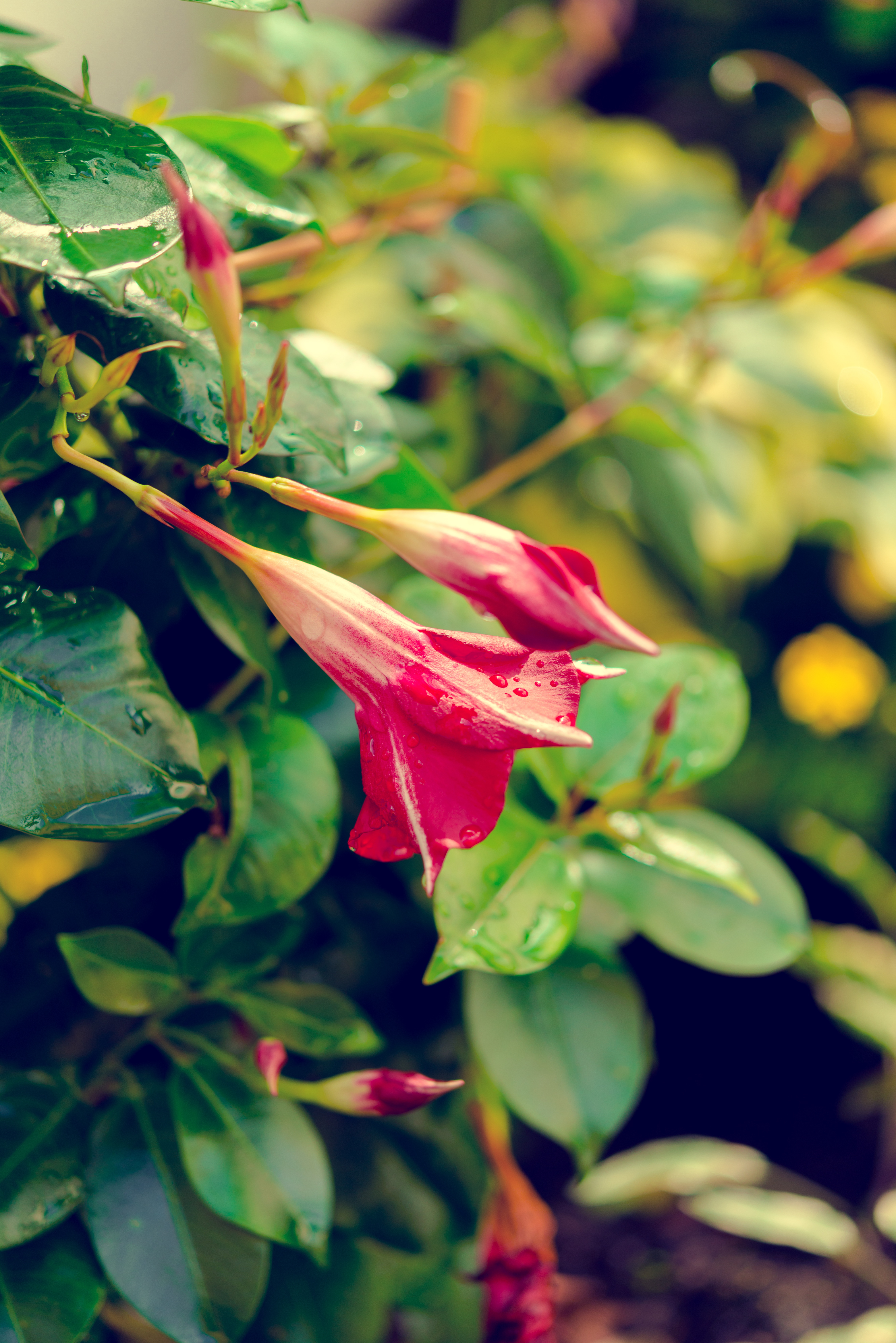bloom, scene, purple, sepal, bed, time of year, rush, in the outdoor area, pink color, in the garden work, summer, inflorescence, freshness, colorful, flower, Phone HD Wallpaper