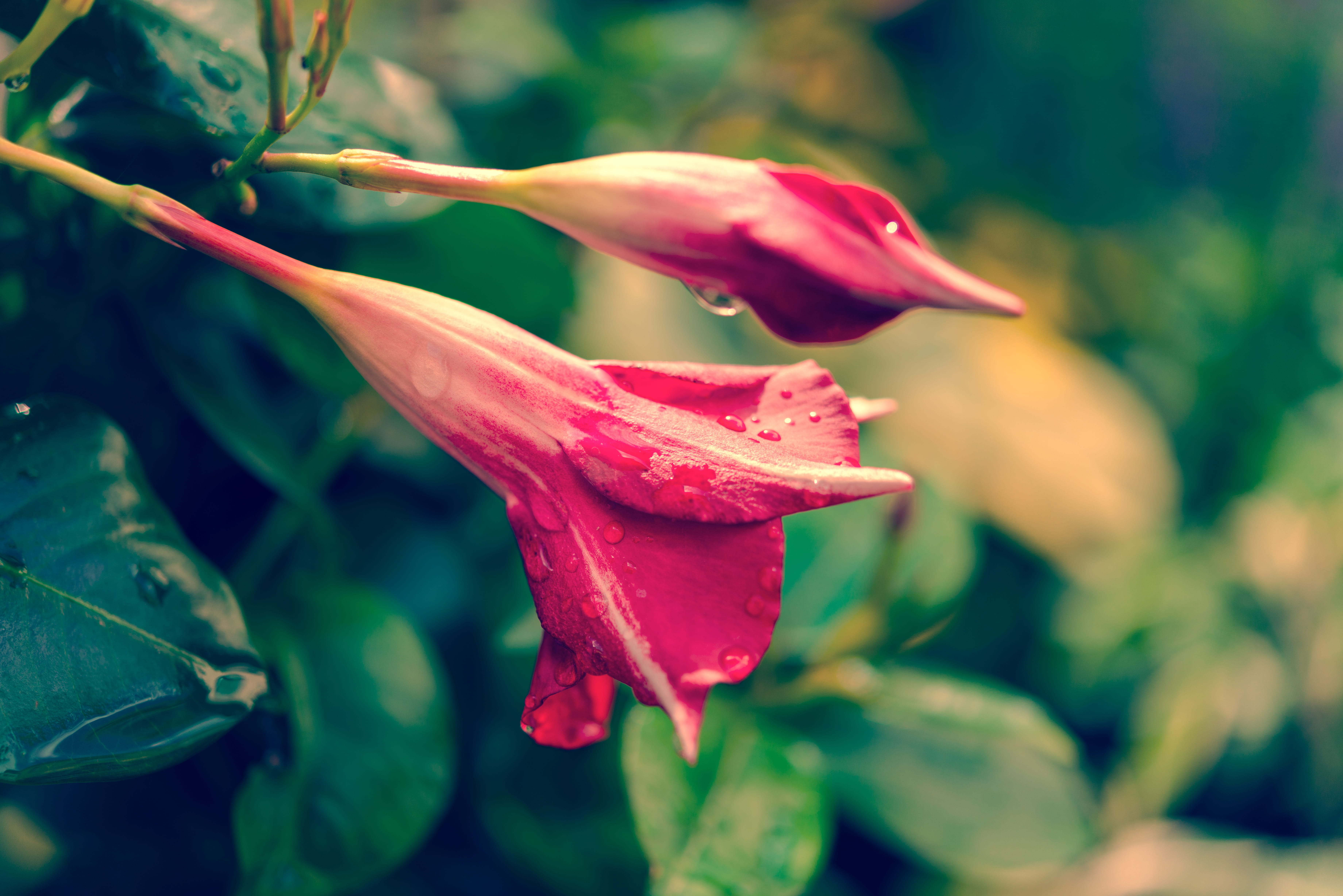 scene, fresh, in the, field, gardens, 5K, petal, bloom, beauty in nature, landscape, freshness, outdoors, no people, water, selective focus, out, flower box, HD Wallpaper