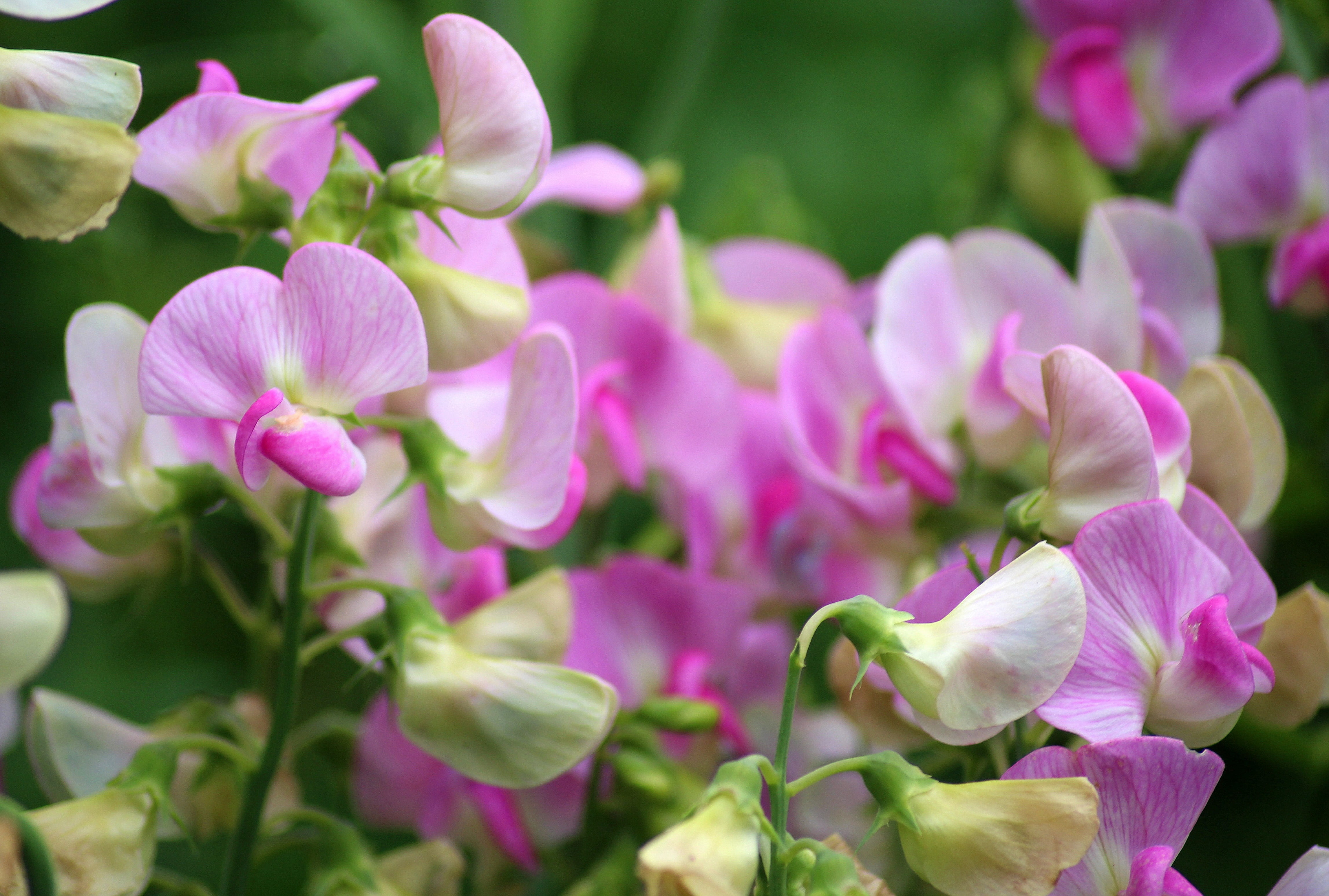 close-up, flower head, vulnerability, inflorescence, growth, pink color, no people, petal, purple, flowering, 4K, flowerbed, lathyrus odoratus, plant, HD Wallpaper