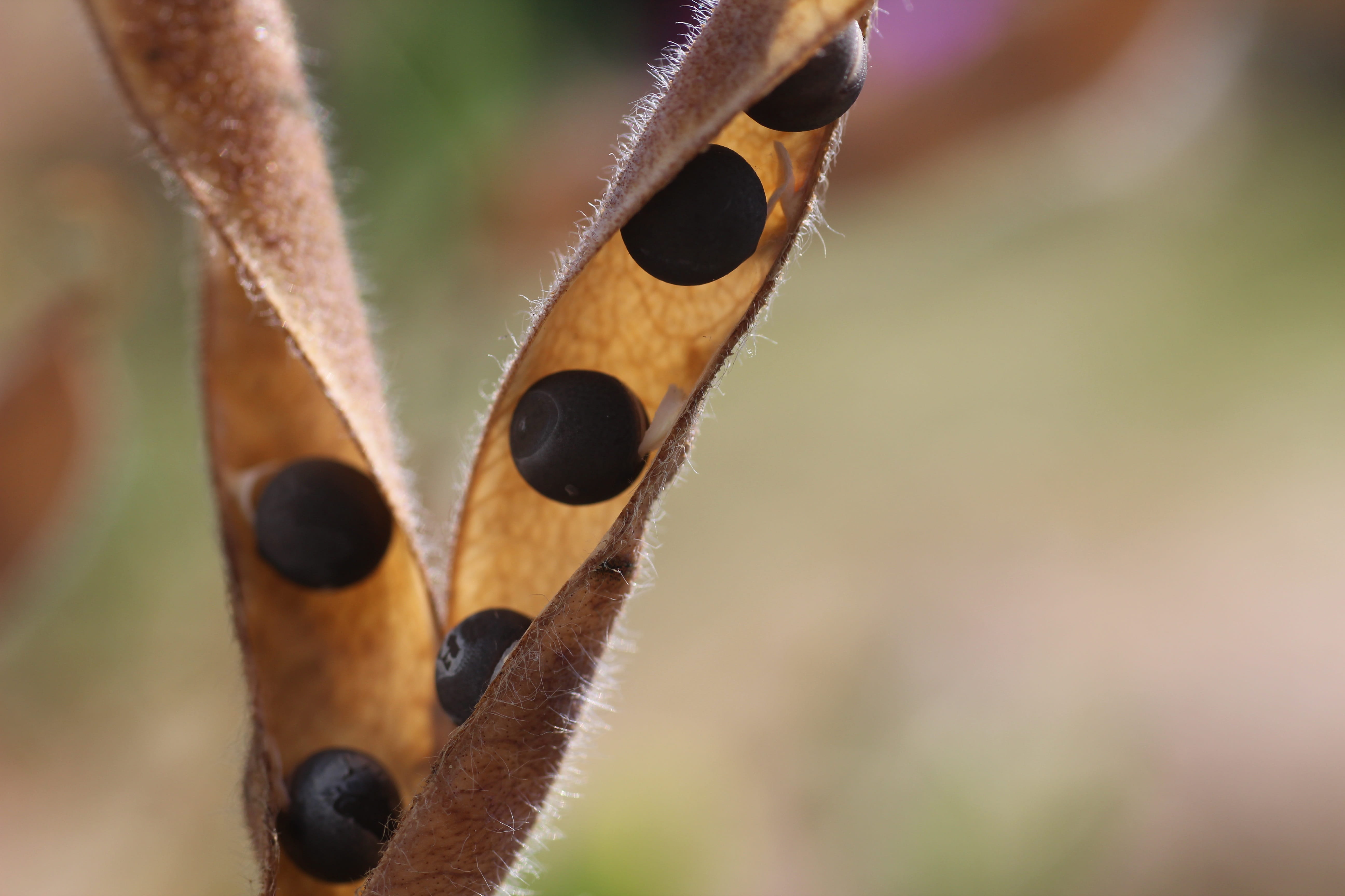 brown, nature, pea, climber, summer, seed, selective focus, art and craft, 5K, animal body part, animals in the wild, outdoors, close-up, animal themes, HD Wallpaper