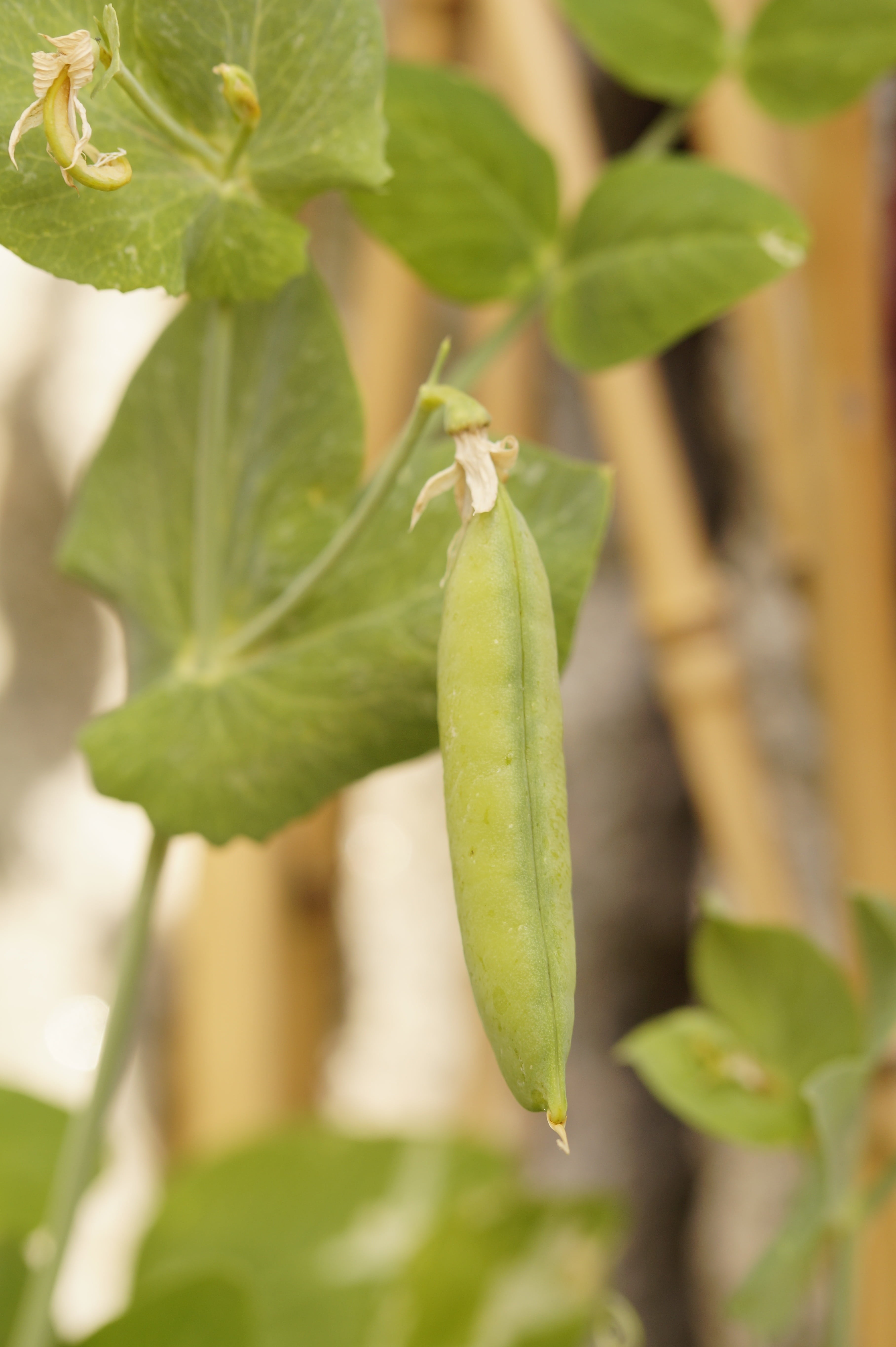 5K, day, nature, green color, pea, garden, food and drink, focus on foreground, close-up, pea plant, leaf, outdoors, pea pod, wellbeing, vegetables, spice, Phone HD Wallpaper