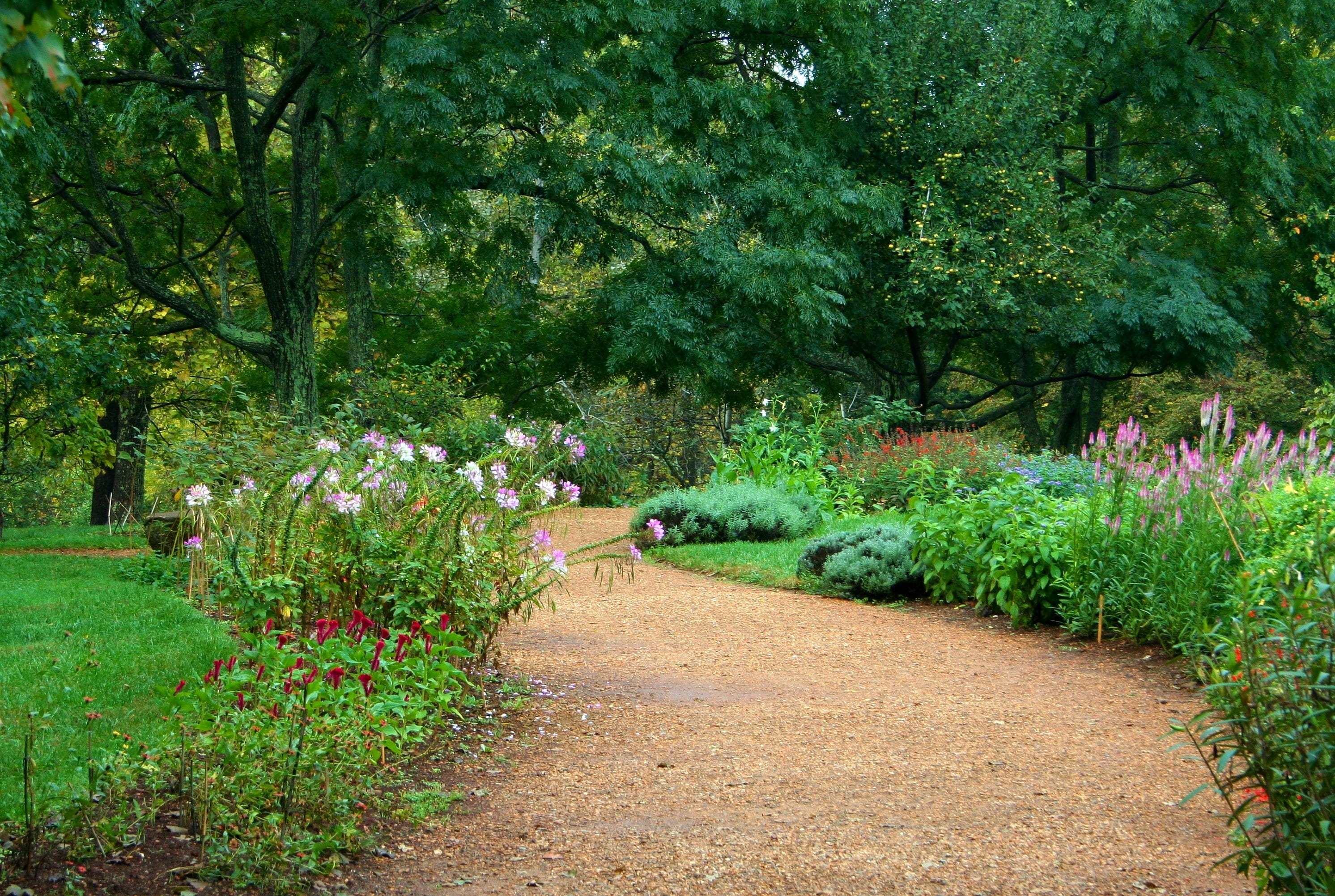 green, garden path, flower, beauty in nature, outdoors, 2K, tranquil scene, flowers, pathway, horticulture, day, tree, ornamental garden, tranquility, HD Wallpaper