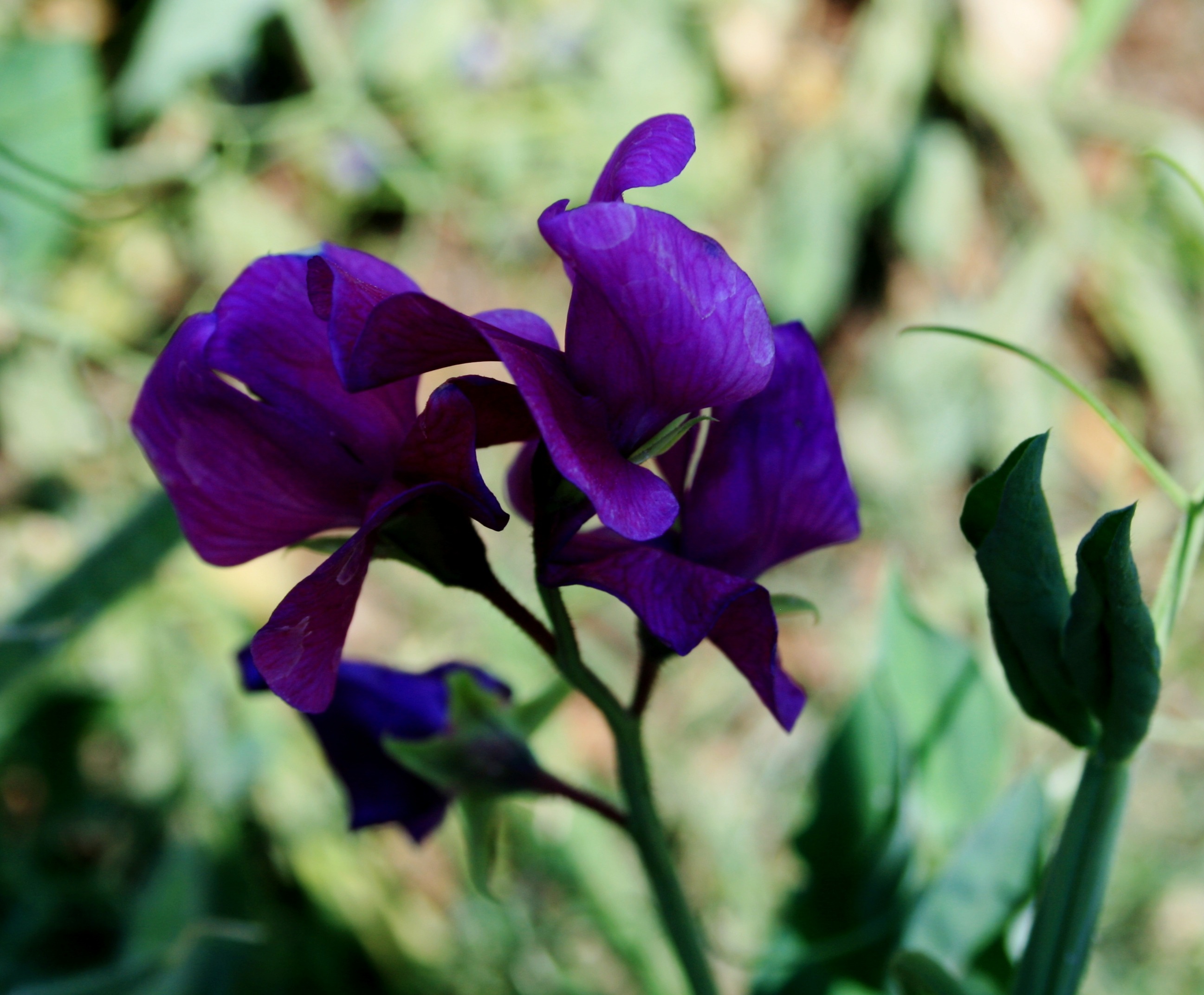 selective focus, vulnerability, beauty in nature, botany, pretty, dainty, petal, delicate, floral, inflorescence, fragility, focus on foreground, purple, HD Wallpaper