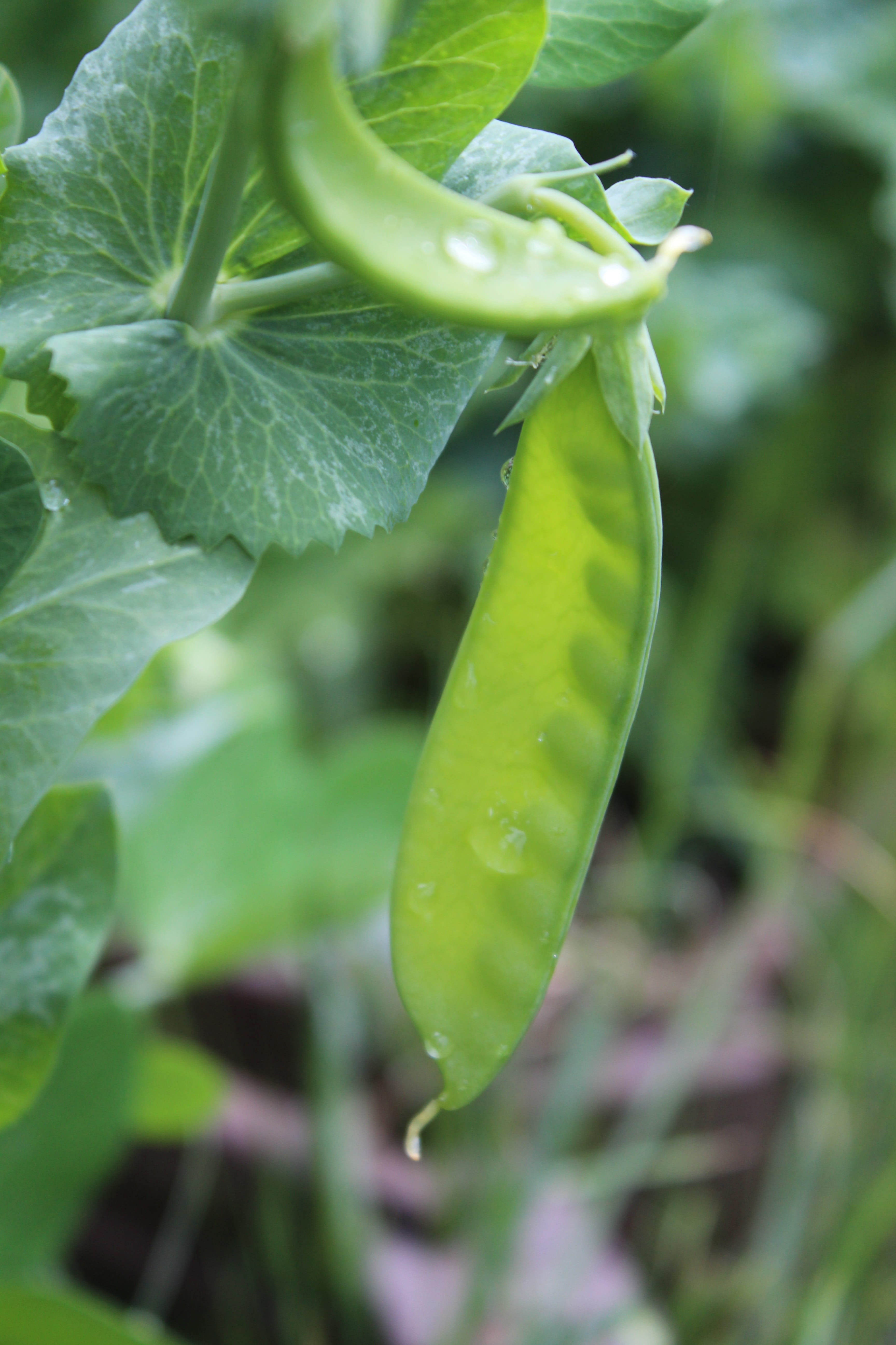 growth, green color, 5K, pepper, garden, healthy, outdoors, close-up, green, no people, dew, beauty in nature, natural, leaf, water, diet, vegetable, chili pepper, Phone HD Wallpaper
