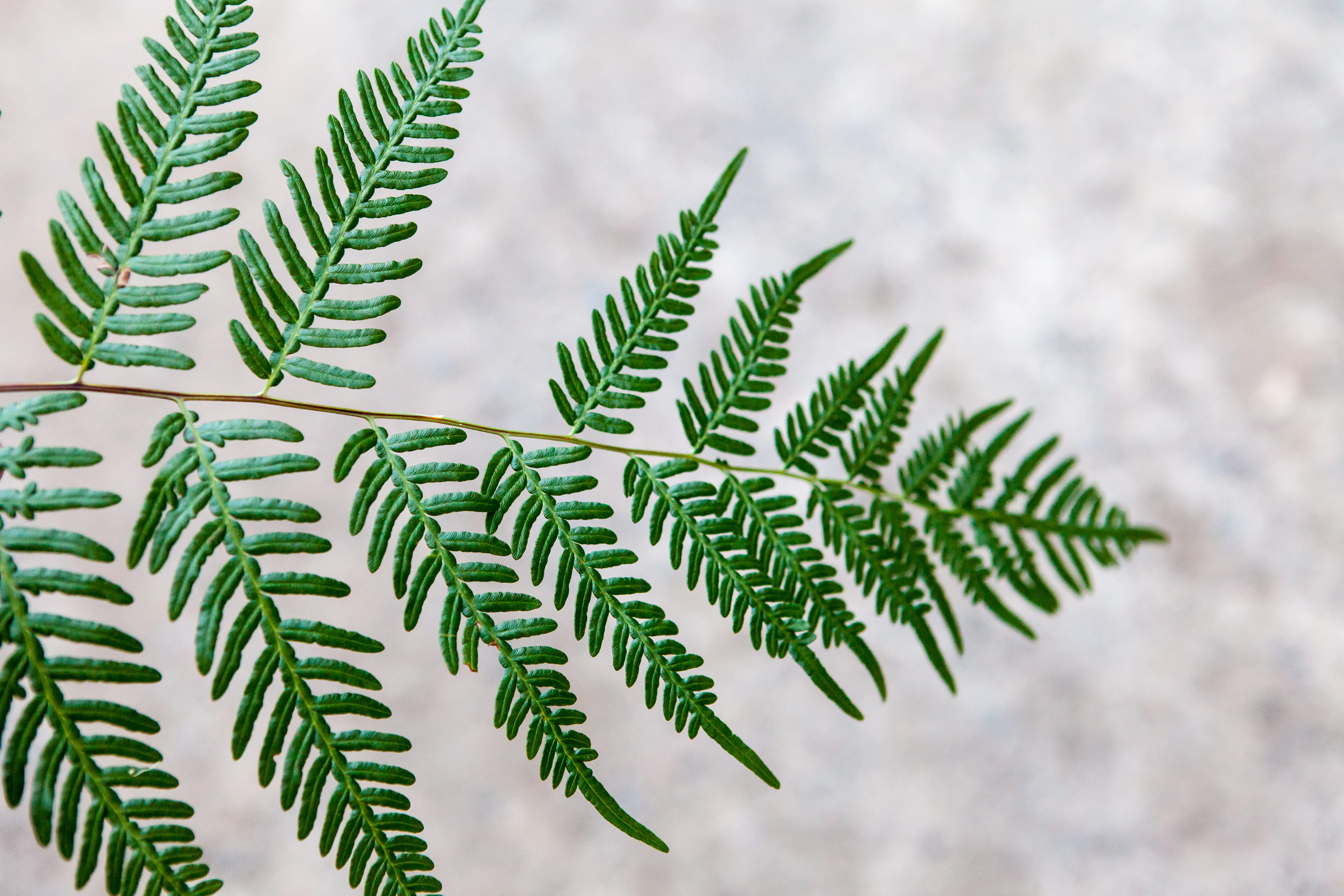 nature, flora, leaves, texture, leaf, fir tree, tranquility, selective focus, coniferous tree, wildlife, plant, beauty in nature, selective, green color, HD Wallpaper