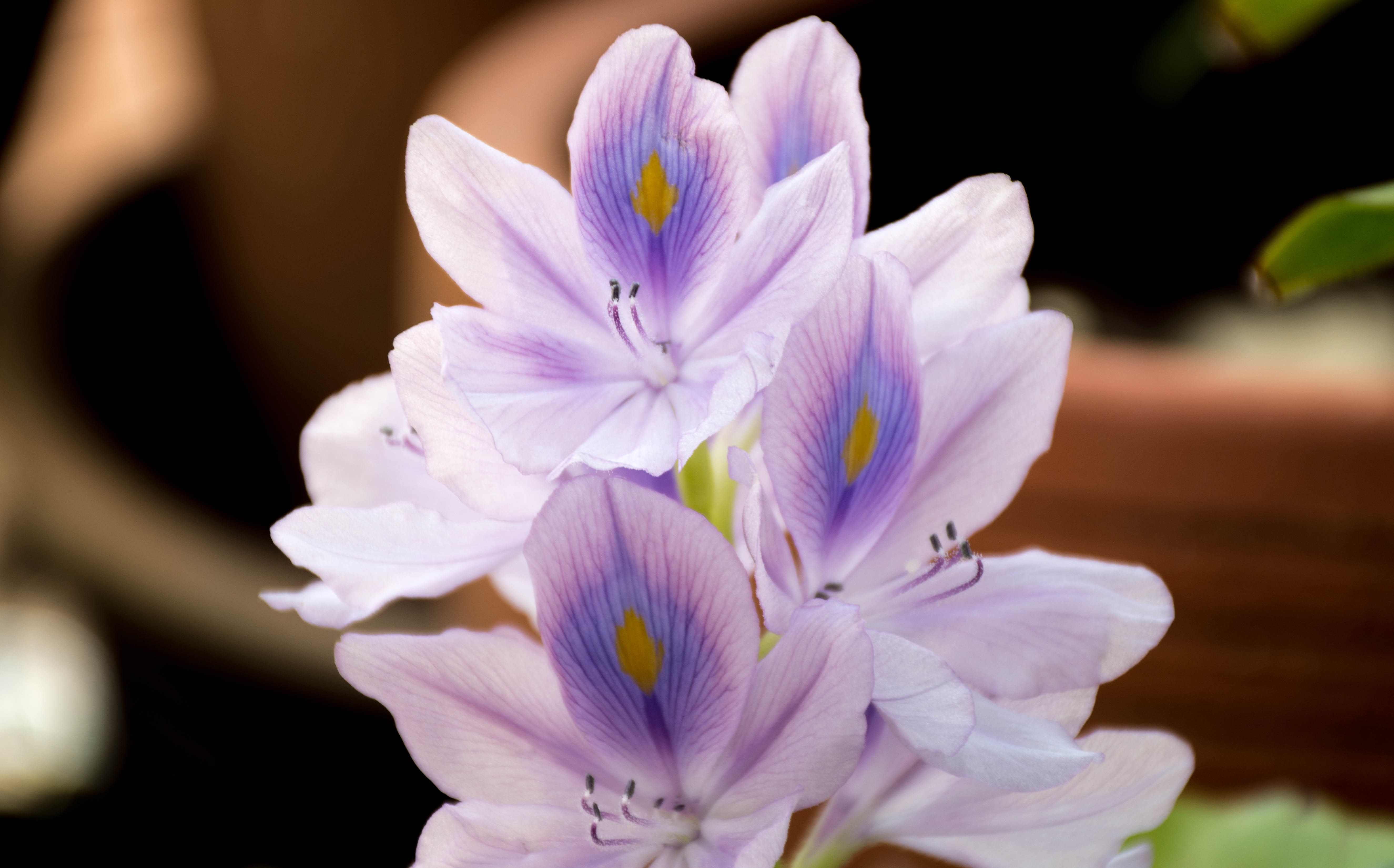 inflorescence, water plants, focus on foreground, the zoom, vulnerability, pink color, purple, drops, nature, pollen, petal, close-up, freshness, flowers purple heart, HD Wallpaper