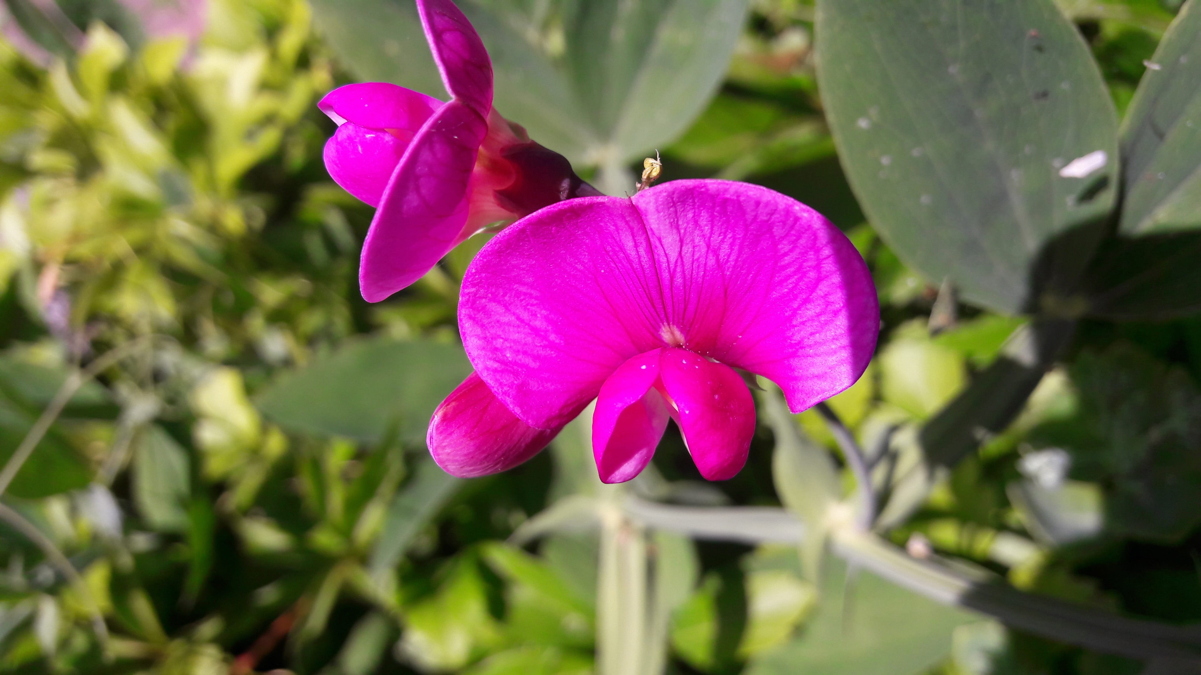 pink color, outdoor, beauty in nature, vulnerability, flower, petal, purple, growth, summer flowers, closeup, day, flower head, springtime, leaf, plants, HD Wallpaper