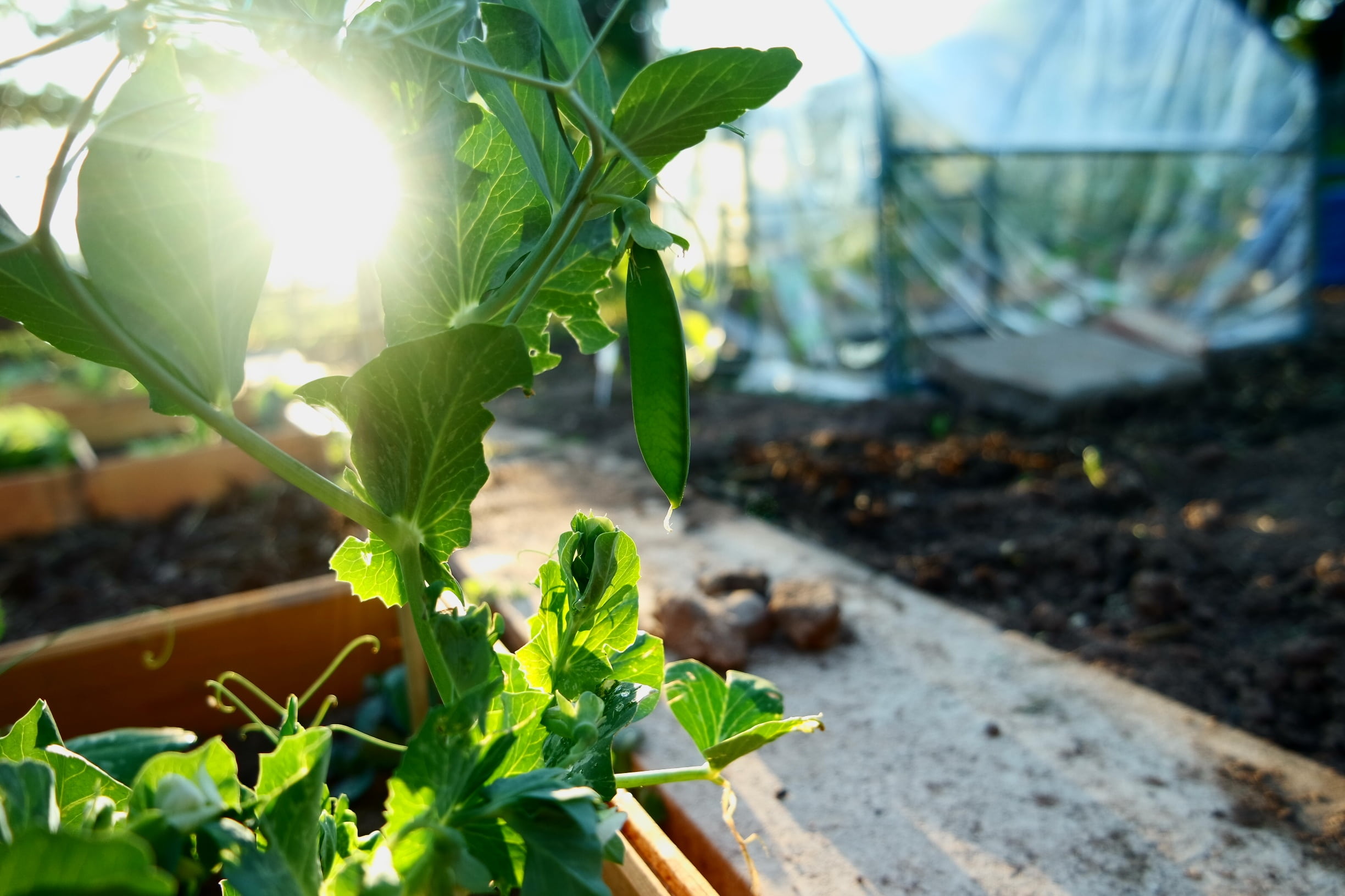 dirt, pea, freshness, no people, lens flare, green Color, agriculture, vegetable Garden, beauty in nature, flora, plant, gardening, farm, field, healthy eating, HD Wallpaper