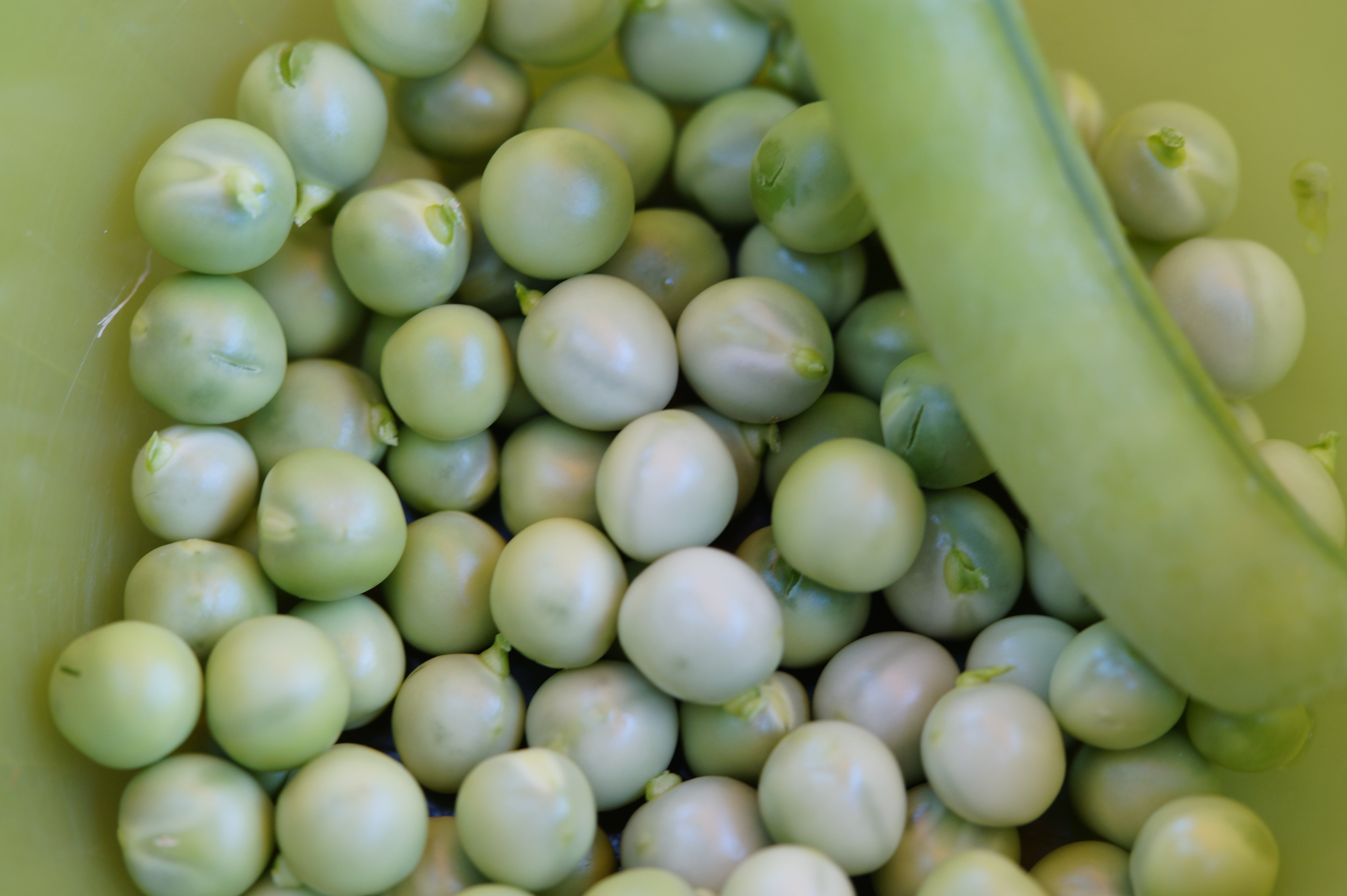green pea, vegetable, healthy eating, backgrounds, green color, still life, peas, seed, 5K, wellbeing, abundance, no people, food and drink, raw food, HD Wallpaper