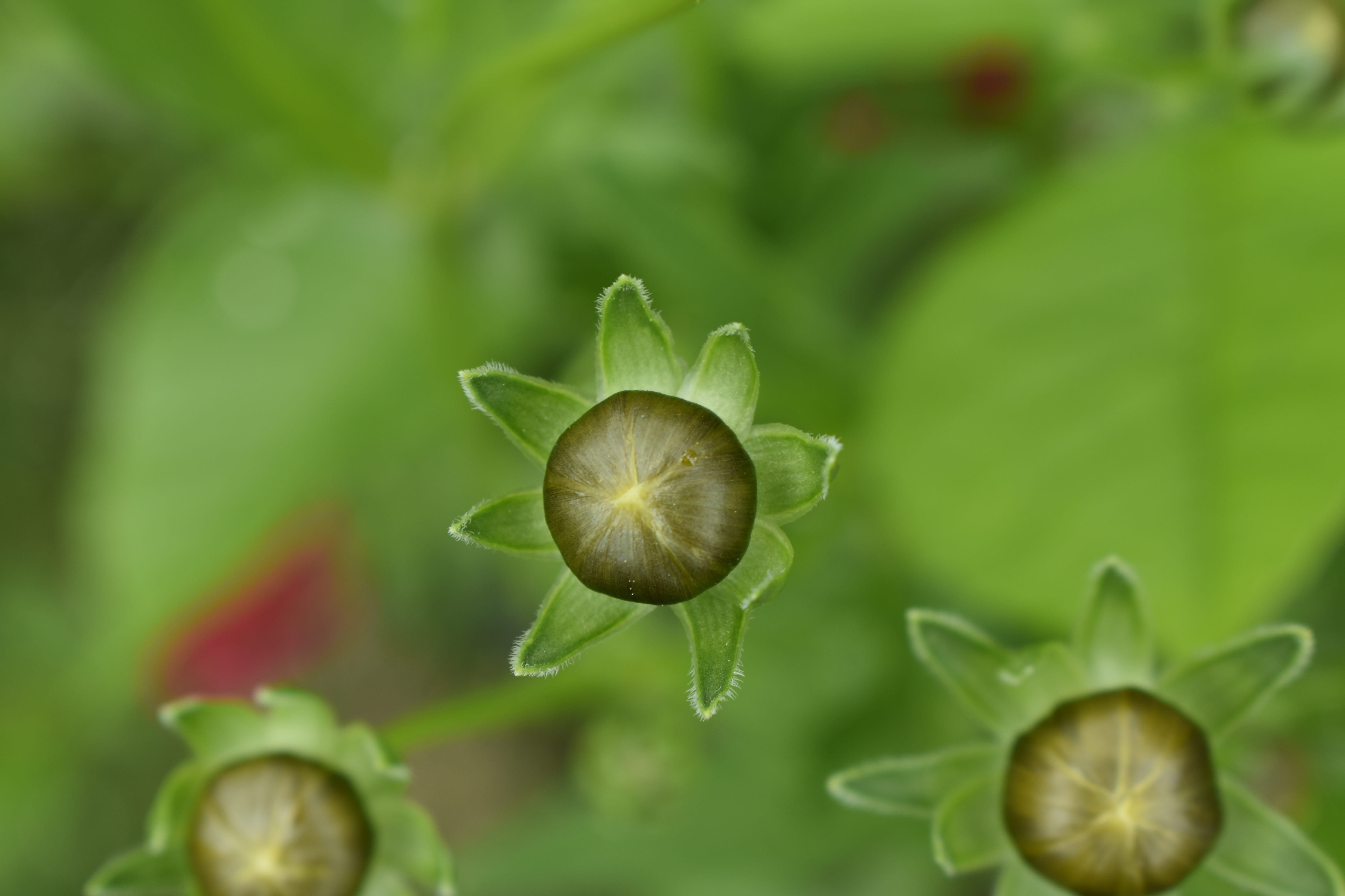 plant, fig, buds, flower, vegetable, selective focus, 5K, garden, plum, leaf, shasta daisies, blossom, focus on foreground, food and drink, growth, vulnerability, HD Wallpaper