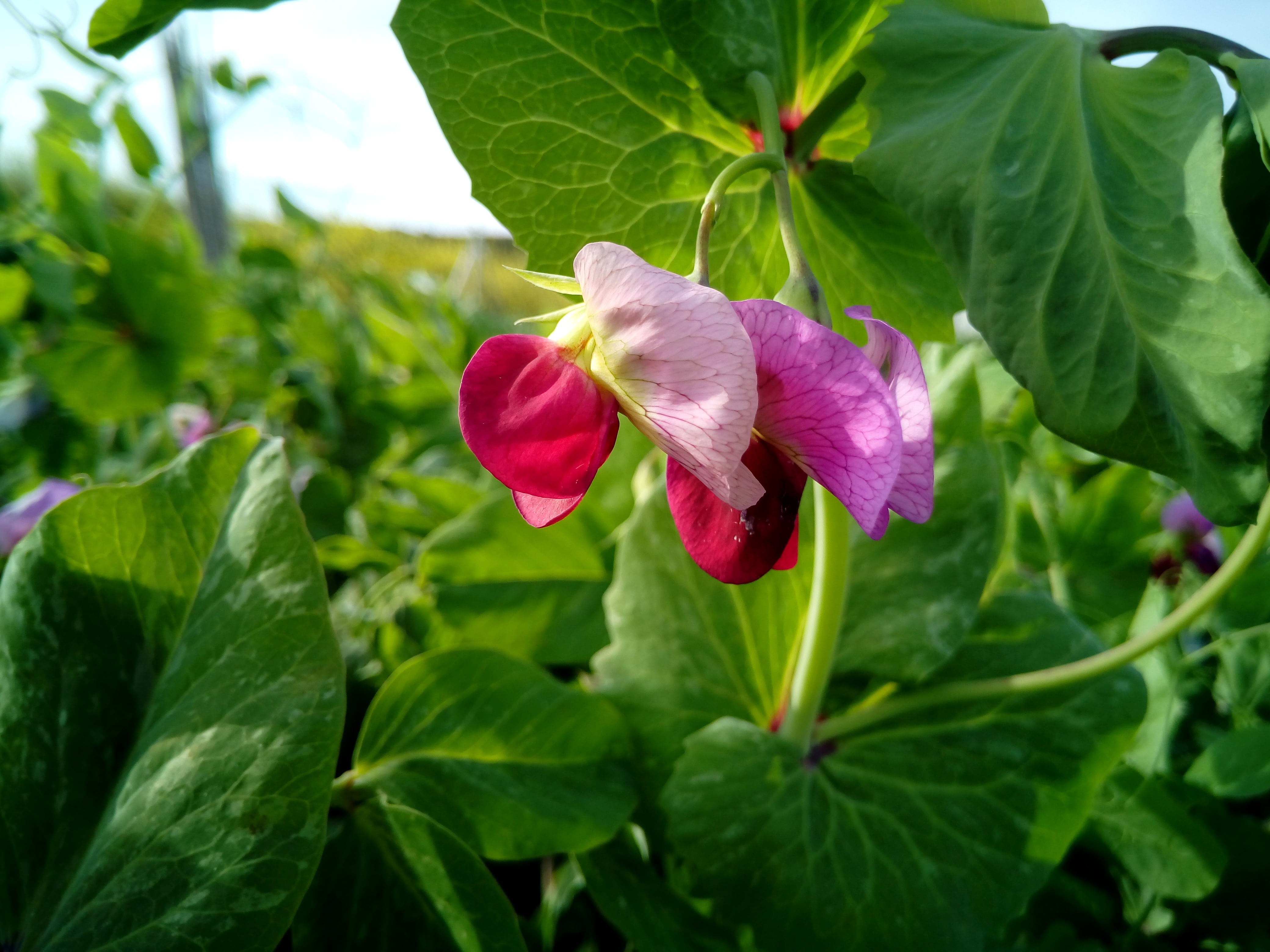 power, flower head, outdoors, plant part, harvest, nature, cultivation, legume, fragility, flower, pea, flowering plant, botany, petal, inflorescence, purple, HD Wallpaper