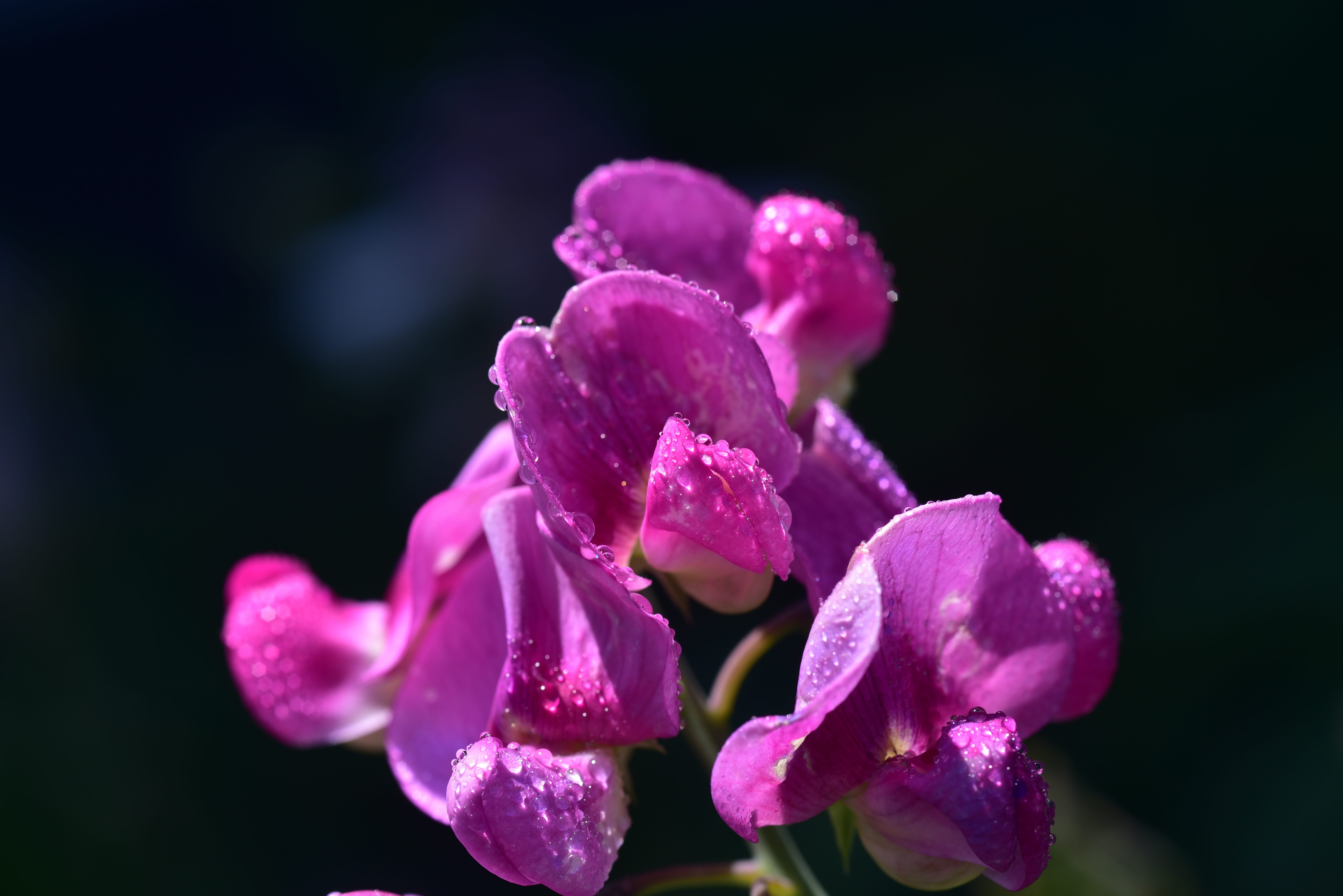 no people, close up, softness, nature, garden plant, dew, tender, outdoors, focus on foreground, fragility, flower head, wet, flowering plant, ziererbse, HD Wallpaper