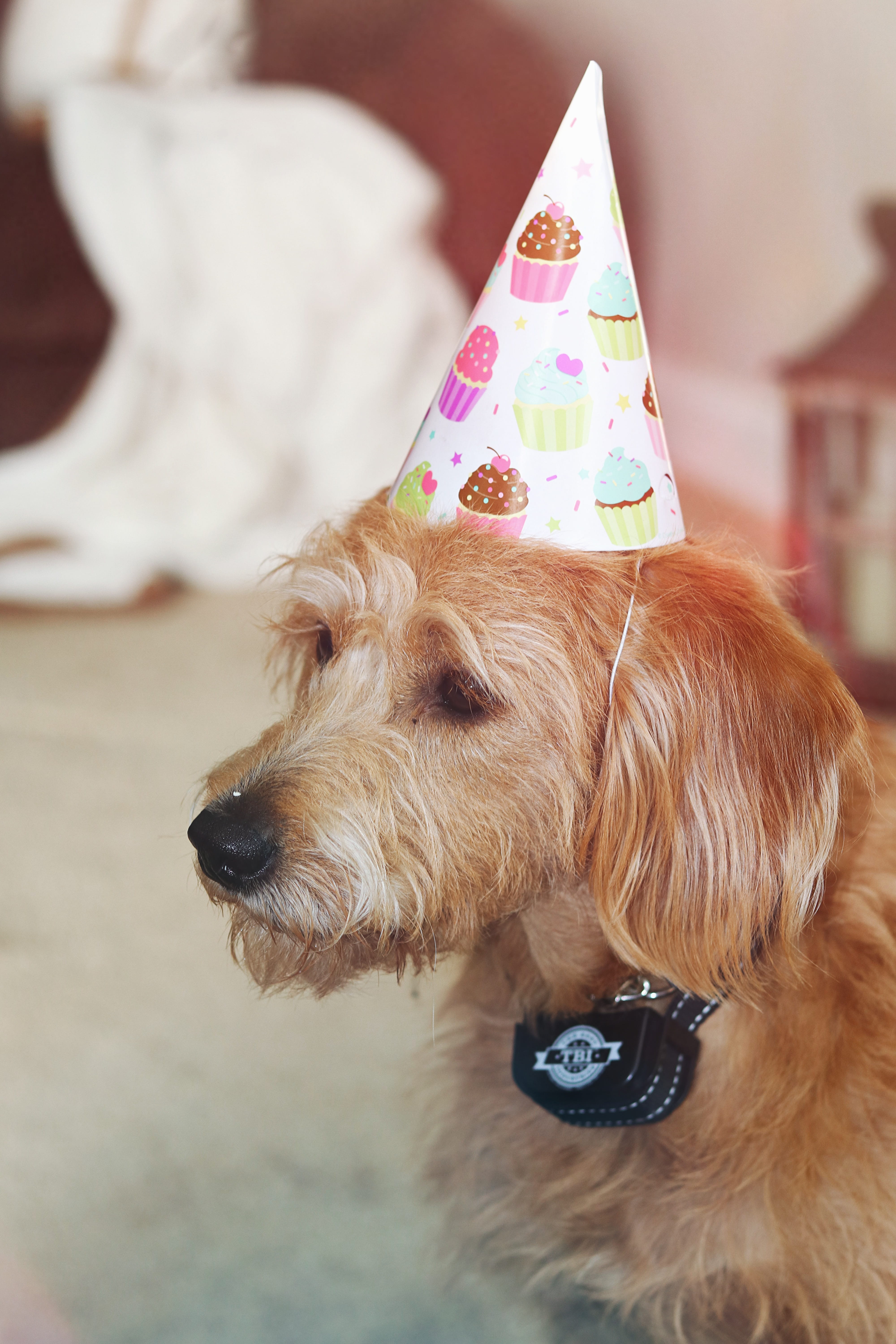 animal, hair, apparel, cowboy hat, 5K, looking, domestic, close-up, looking at camera, pet, innocence, spaniel, mammal, vertebrate, animal themes, canine, Phone HD Wallpaper