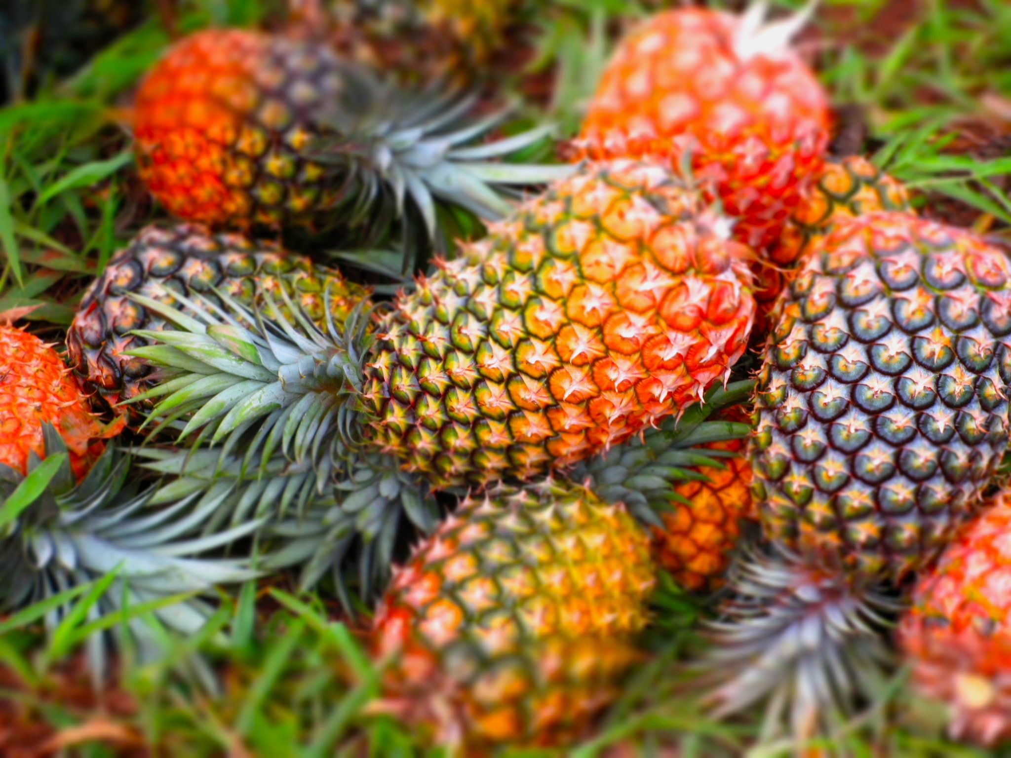 selective focus, nature, food and drink, food, fruit, growth, ripe, 1080P, no people, close-up, day, full frame, lychee, pineapple  computer  download, HD Wallpaper