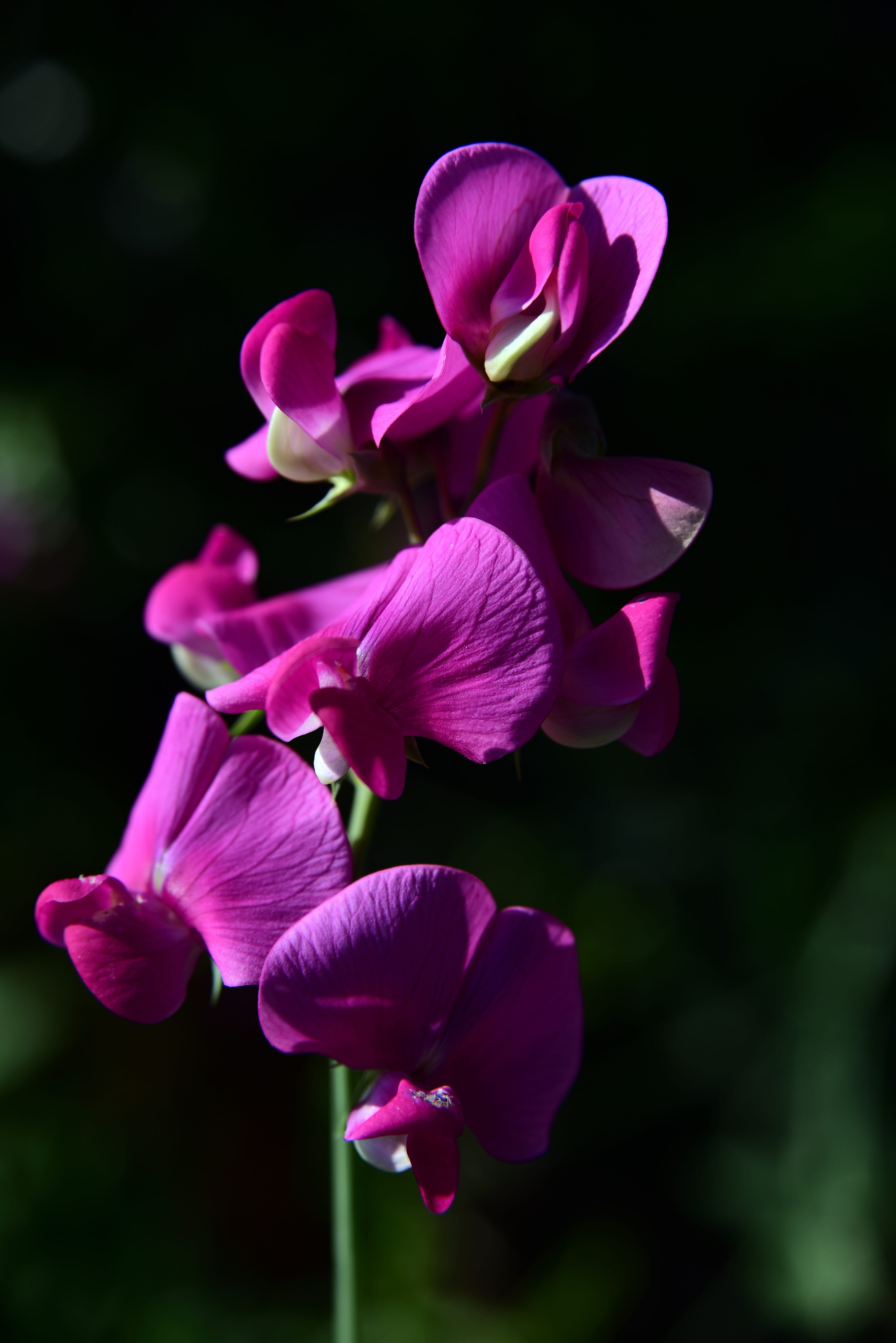 plant, flower head, ziererbse, inflorescence, 5K, growth, vulnerability, outdoors, pink color, color, no people, flowers, beautiful, flower garden, flowering plant, Phone HD Wallpaper