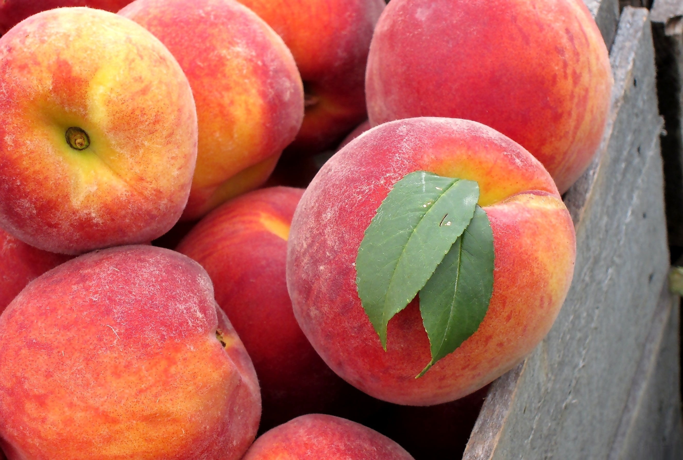 food And Drink, gourmet, nectarine, food, dieting, red, group of objects, apple - Fruit, dessert, healthy Eating, leaves, raw Food, wellbeing, vegetarian Food, HD Wallpaper