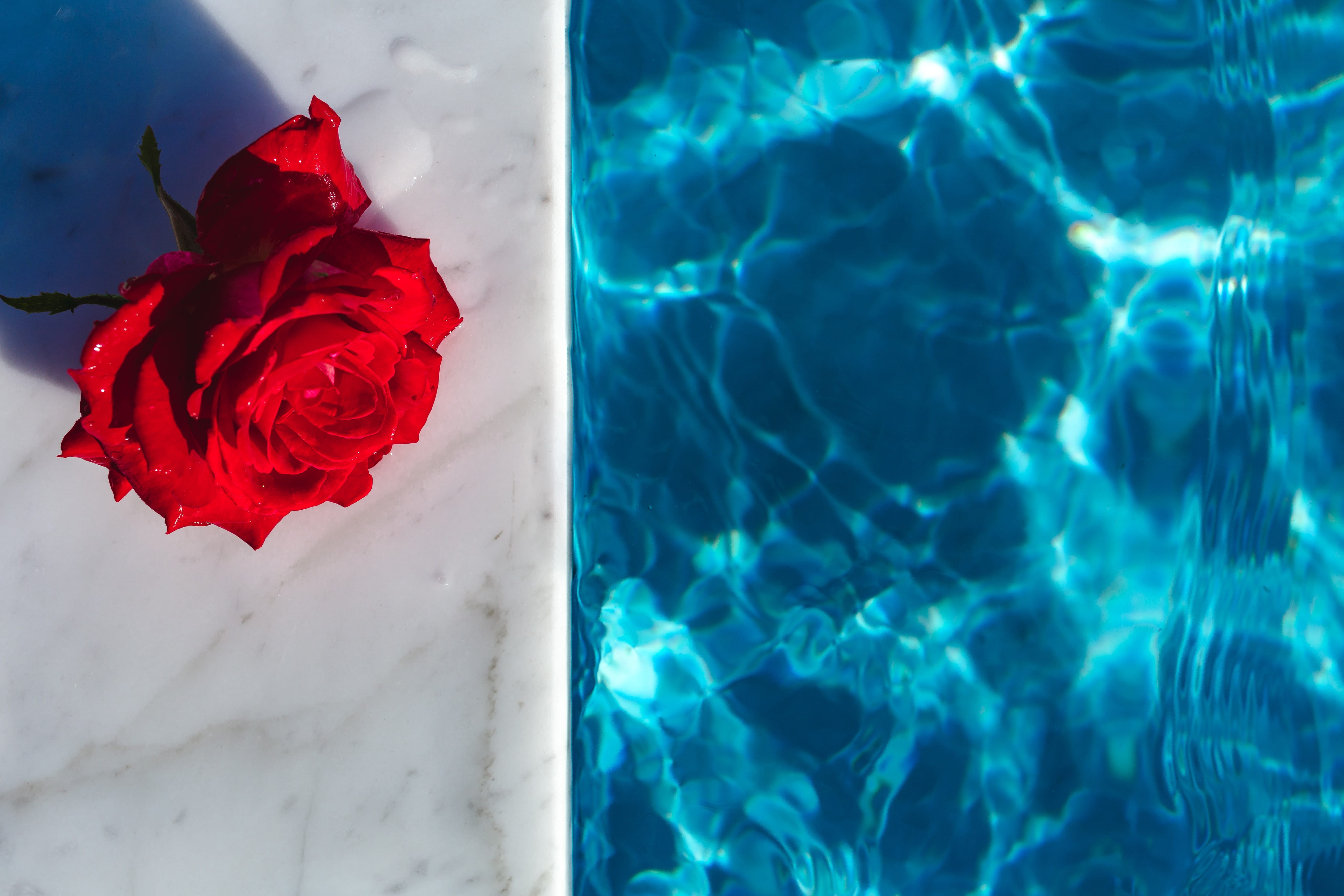 floral pattern, aqua, close-up, vulnerability, petal, swimming, fresh, inflorescence, vacation, nature, swimming pool, fragility, warm, water, swim, blue, HD Wallpaper