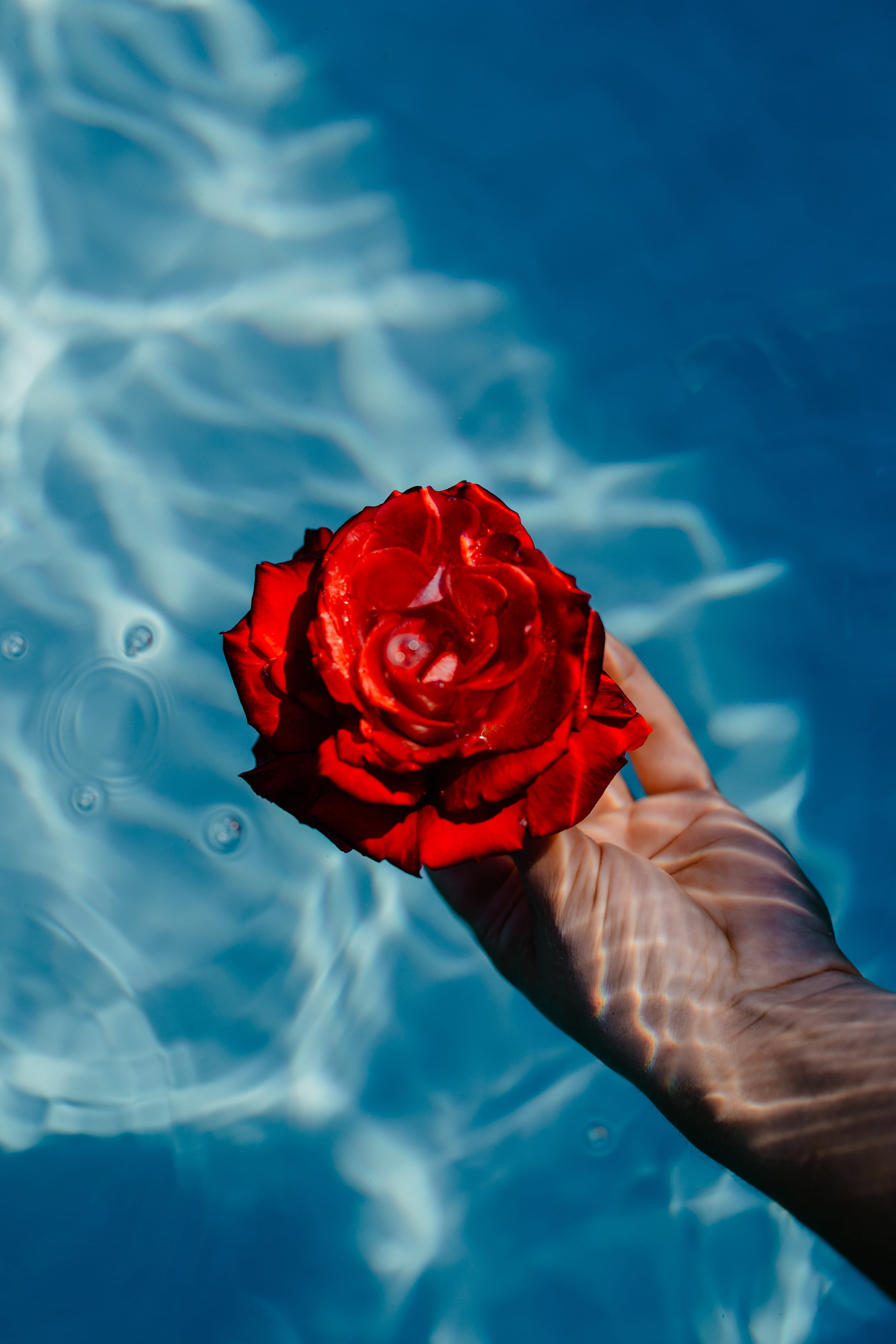 outdoors, 5K, garden, nature, aqua, human hand, one person, fragility, hand, holding, freshness, pool, red, human body part, flower, flowering plant, fresh, Phone HD Wallpaper