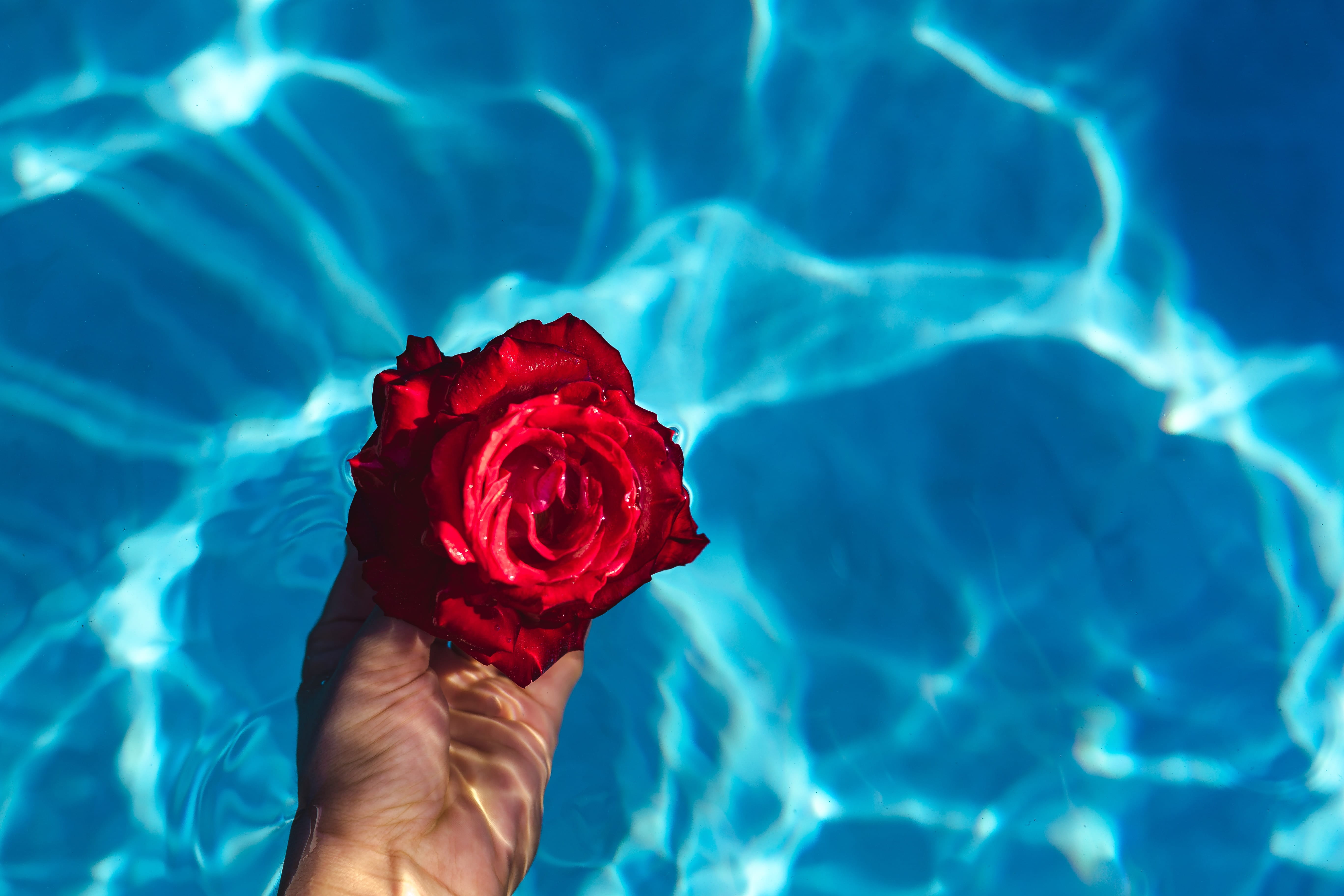 rose, warm, close-up, swimming pool, 5K, vacation, human hand, aqua, hand, rose - flower, blue, day, beauty in nature, turquoise colored, freshness, water, HD Wallpaper