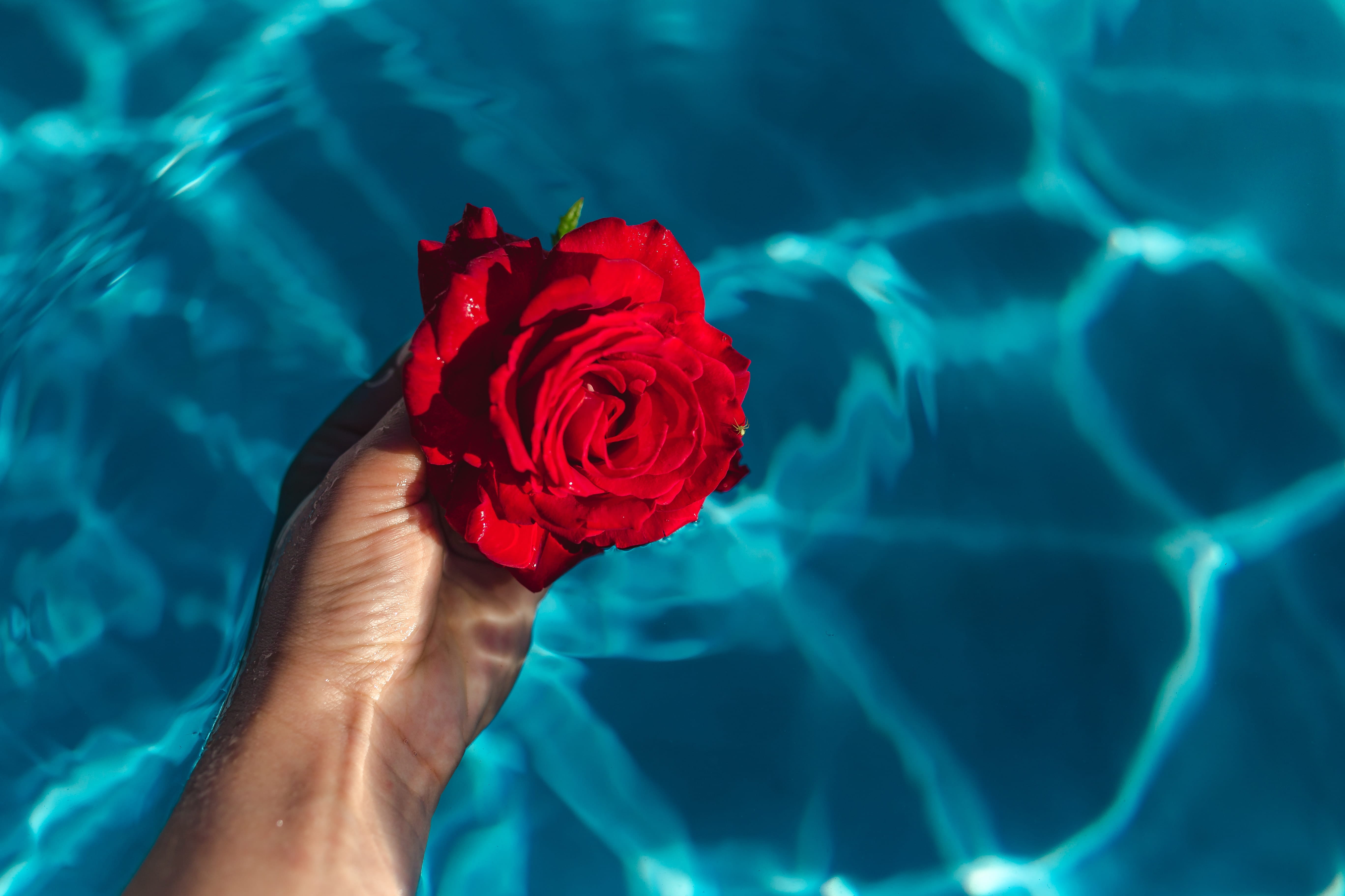 human limb, swimming, aqua, blue, human hand, flower, red, vulnerability, hand, swimming pool, swim, beauty in nature, summer, human body part, plant, rose, HD Wallpaper