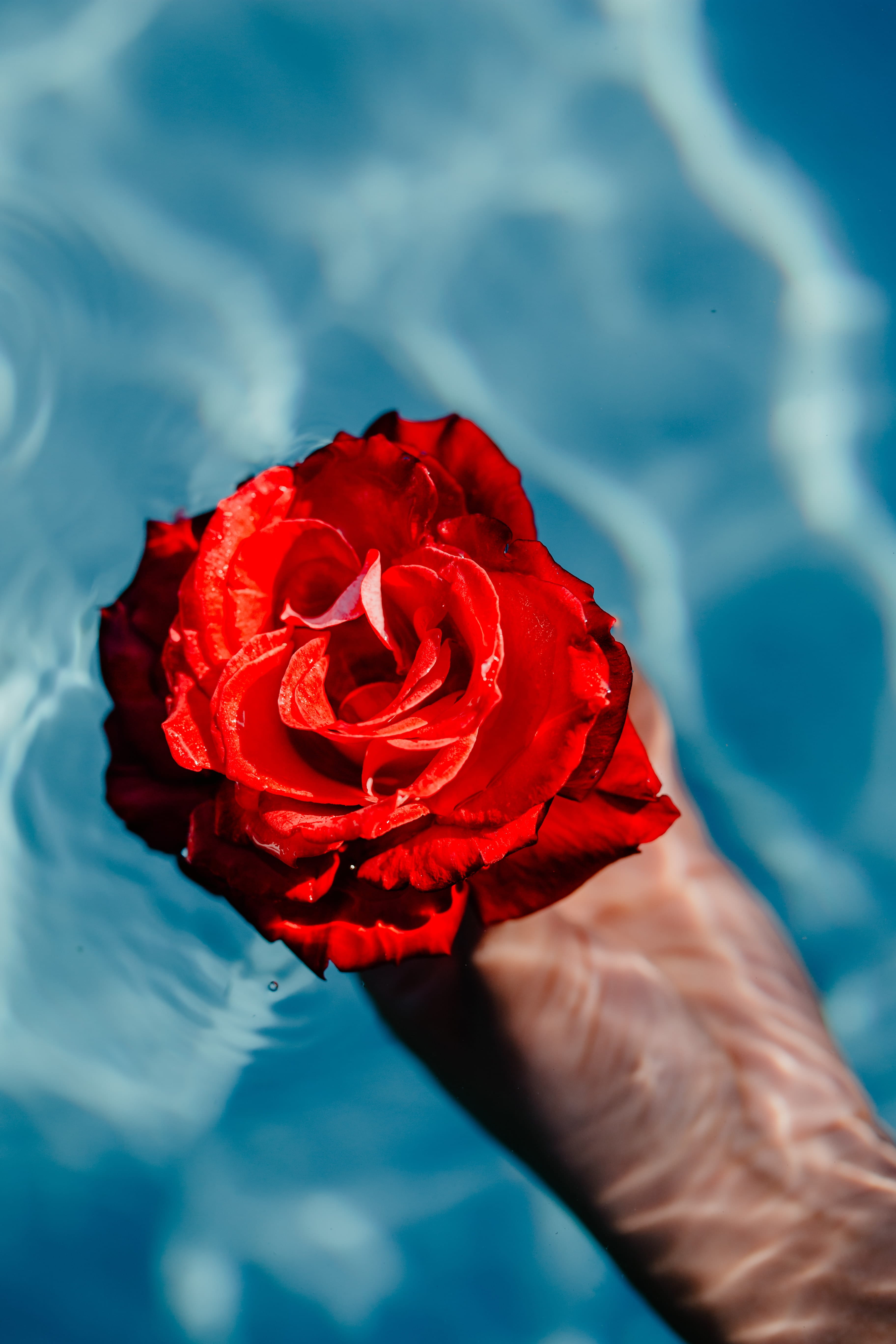 fragility, real people, vacation, close-up, petal, warm, fresh, water, freshness, vulnerability, blue, plant, rose, human hand, flower head, pool, aqua, Phone HD Wallpaper