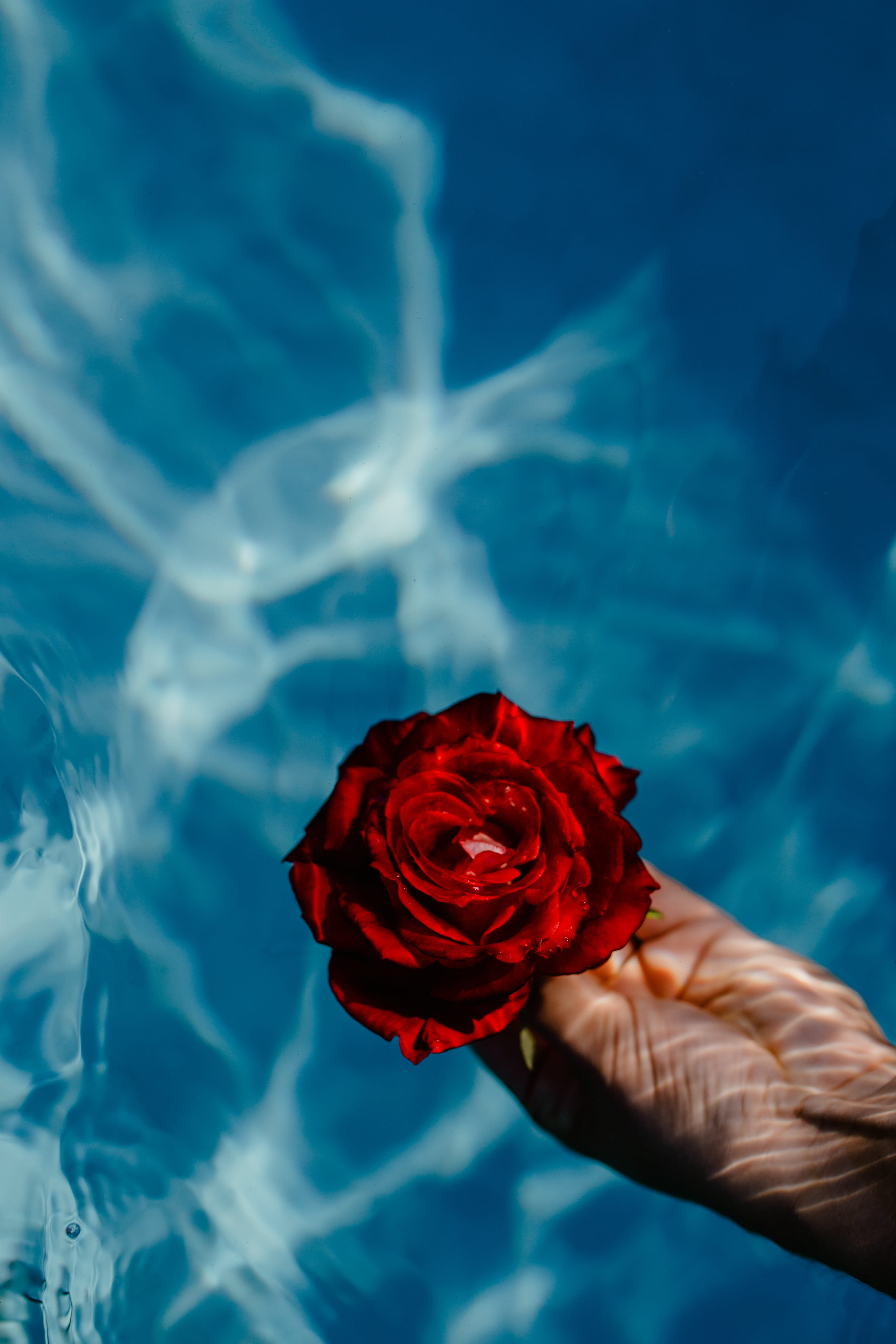 holding, flower, real people, finger, bouquet, freshness, garden, swimming, fresh, flower arrangement, human body part, pool, outdoors, blue, nature, water, Phone HD Wallpaper