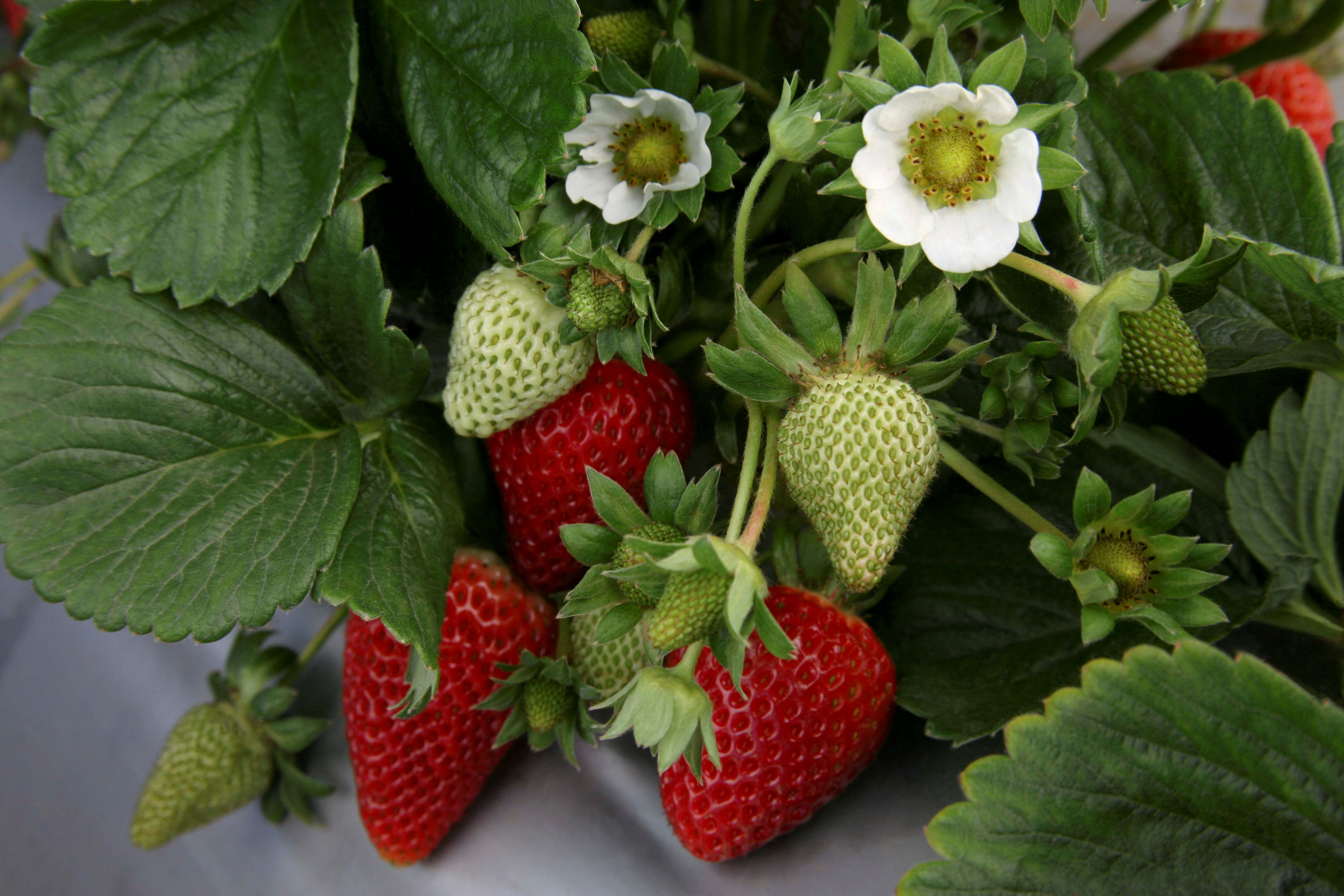 beauty in nature, red, strawberry, close-up, day, 5K, berry fruit, plant, healthy eating, growth, wellbeing, freshness, food and drink, nature, ripe, leaf, HD Wallpaper