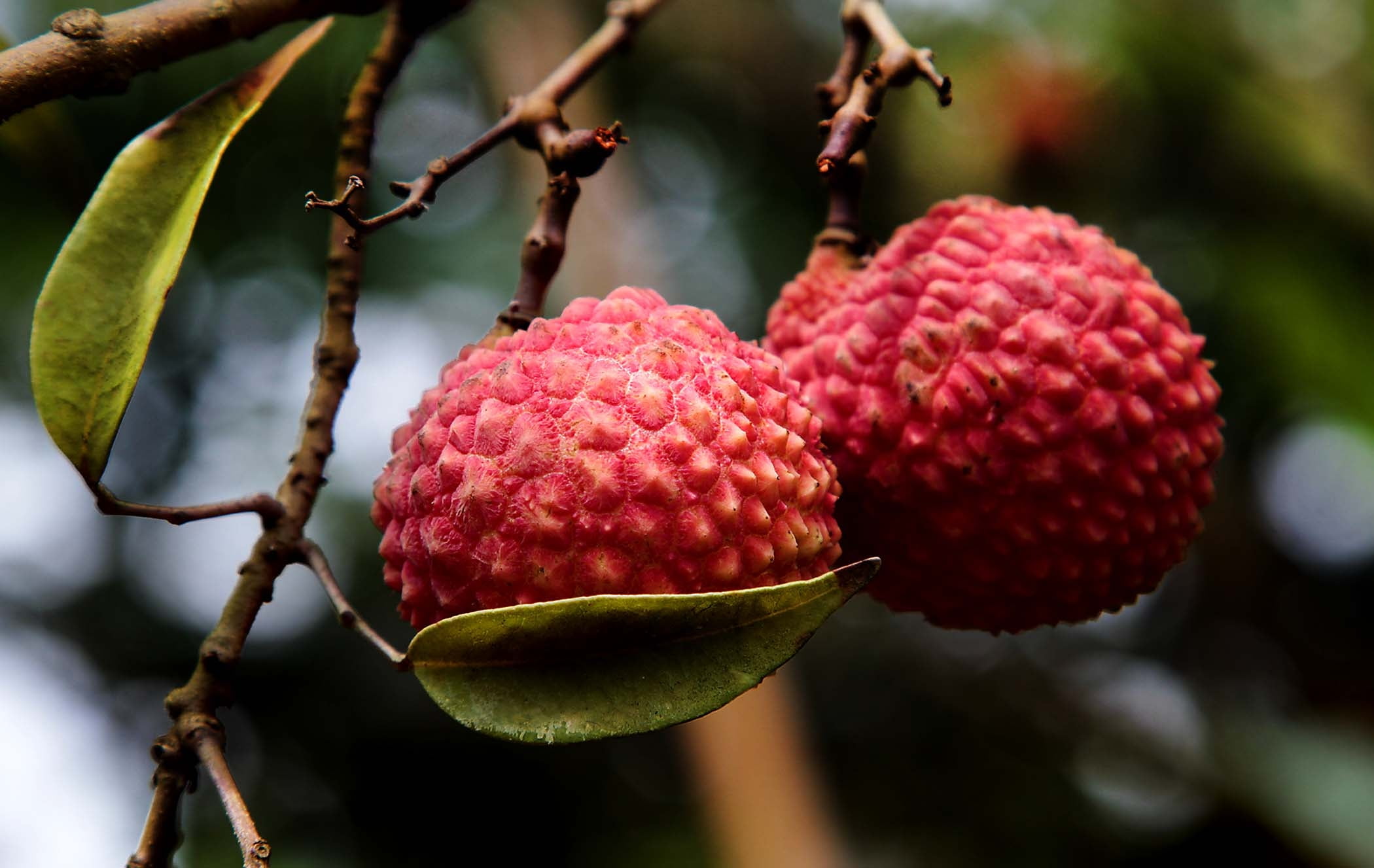 food And Drink, outdoors, raw Food, sweet Food, focus on foreground, day, tropical fruit, growth, berry Fruit, green Color, ripe, wellbeing, lychee, agriculture, HD Wallpaper