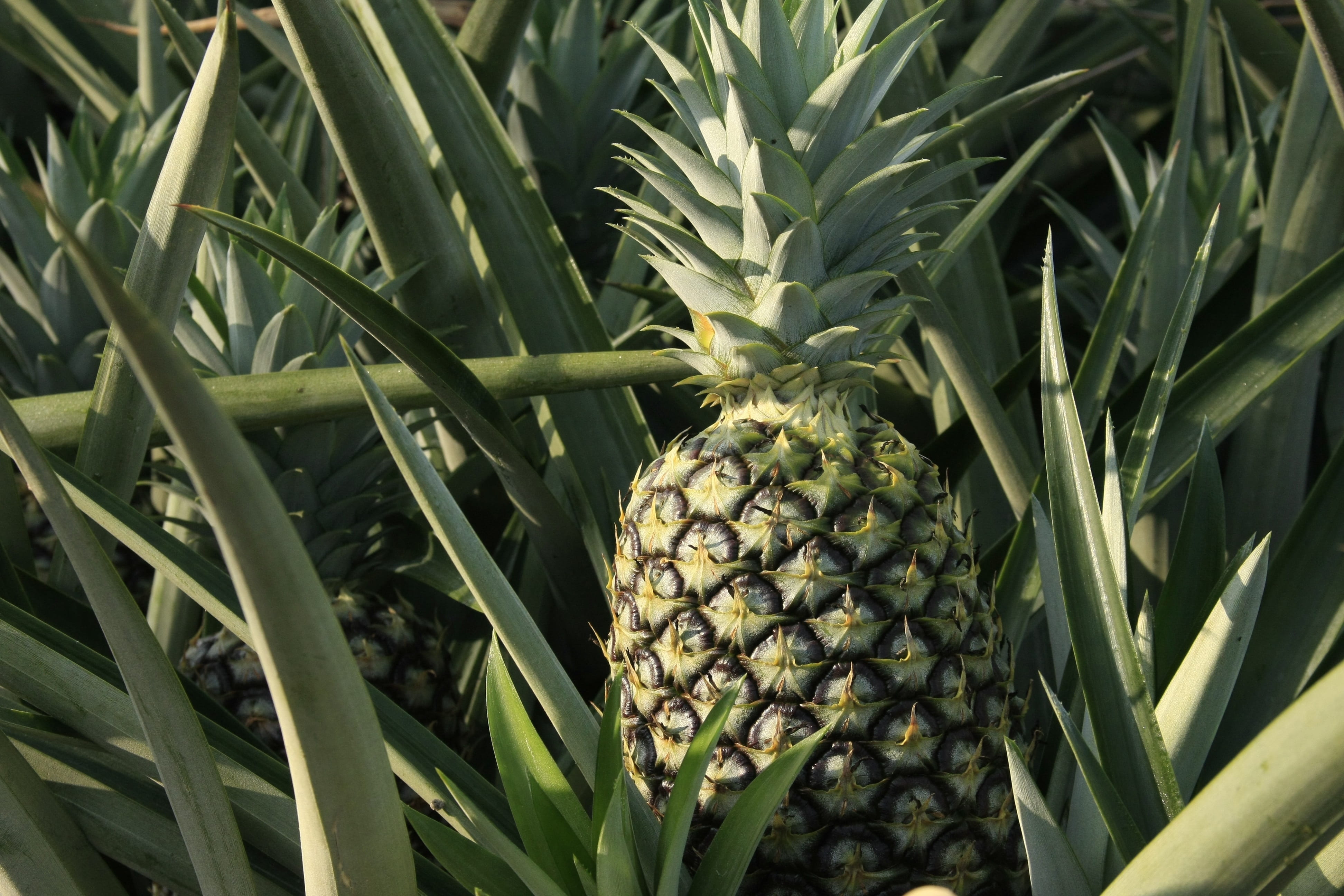 nature, green color, 4K, fruit, outdoors, wellbeing, field, freshness, healthy eating, tropical fruit, leaf, food and drink, tropical climate, ripe, ananas comosus, HD Wallpaper