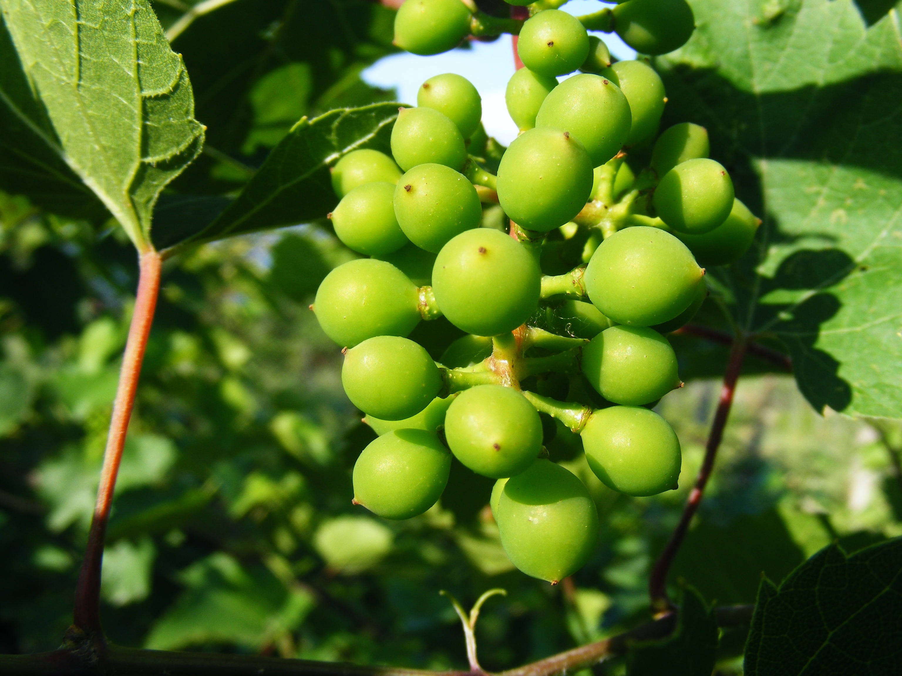 vegetables, growth, grapes, close-up, beauty in nature, focus on foreground, winemaking, no people, fruit, ananas, food, green color, agriculture, freshness, HD Wallpaper