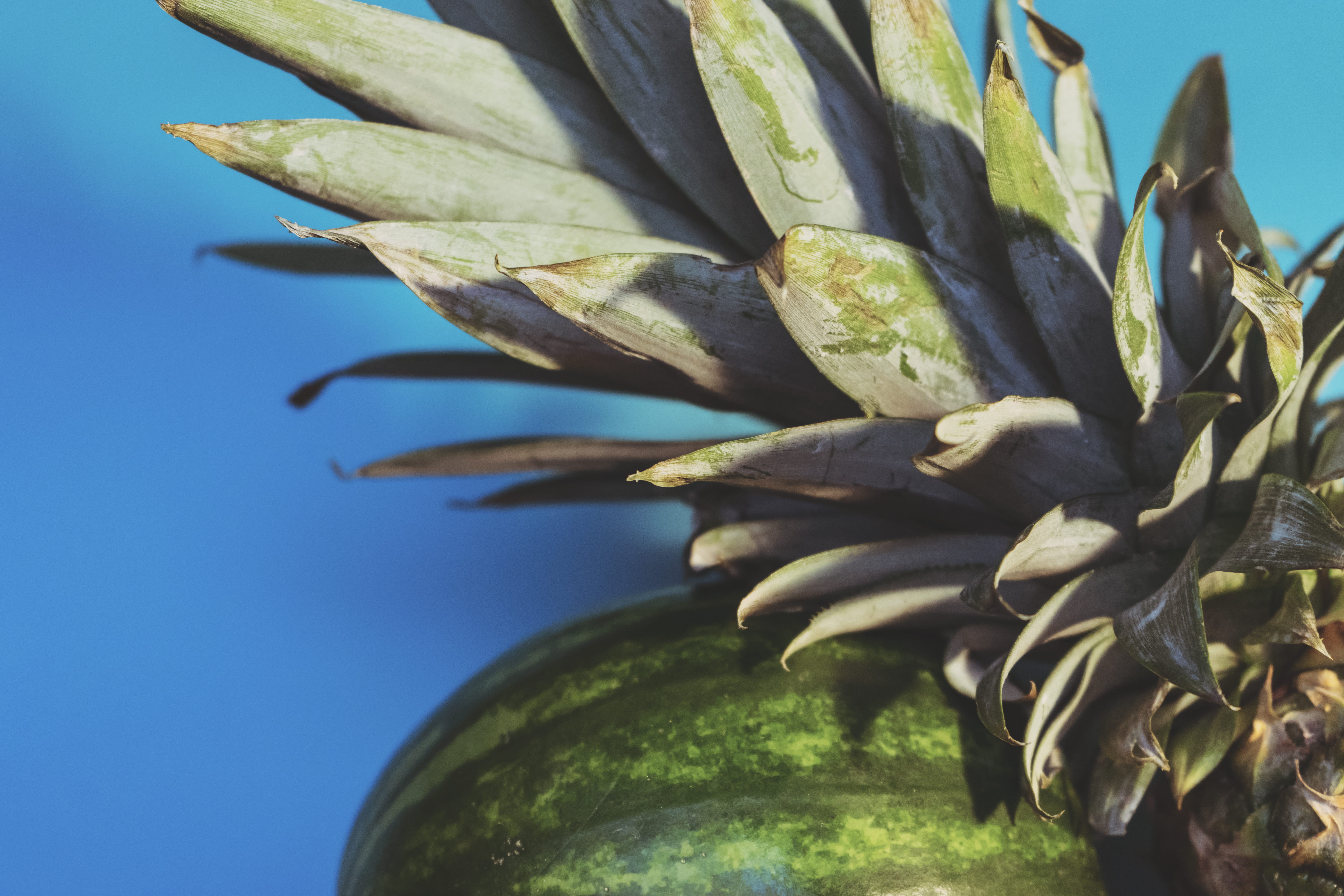 day, wellness, close-up, freshness, nature, outdoors, healthy, vegetable, ananas, food and drink, fruit, fresh, pineapple, no people, leaf, blue, plant, HD Wallpaper