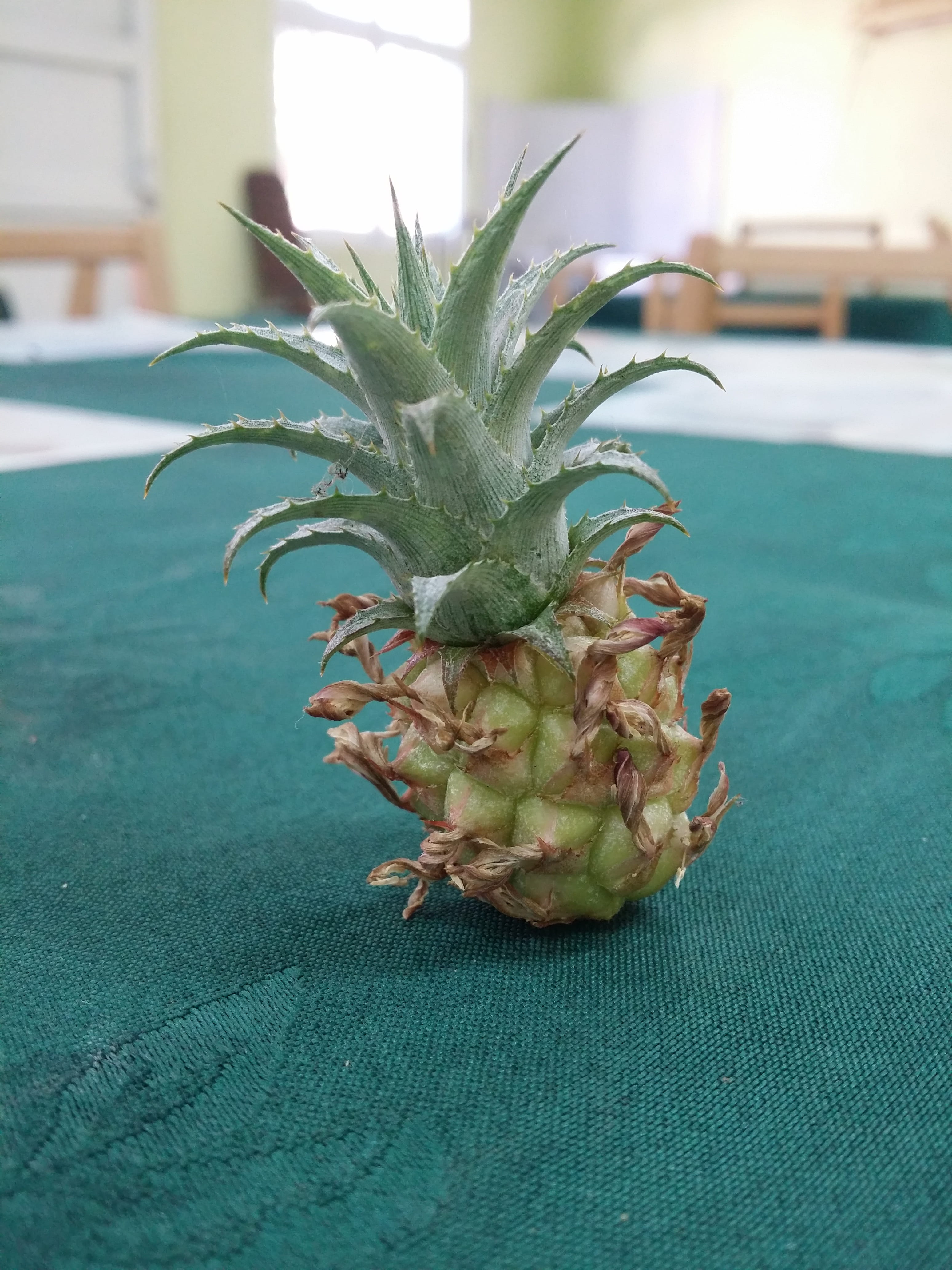 freshness, wellbeing, ripe, tropical, indoors, green color, no people, plant part, exotic, tropical fruit, cactaceae, 4K, pineapple, still life, table, Phone HD Wallpaper