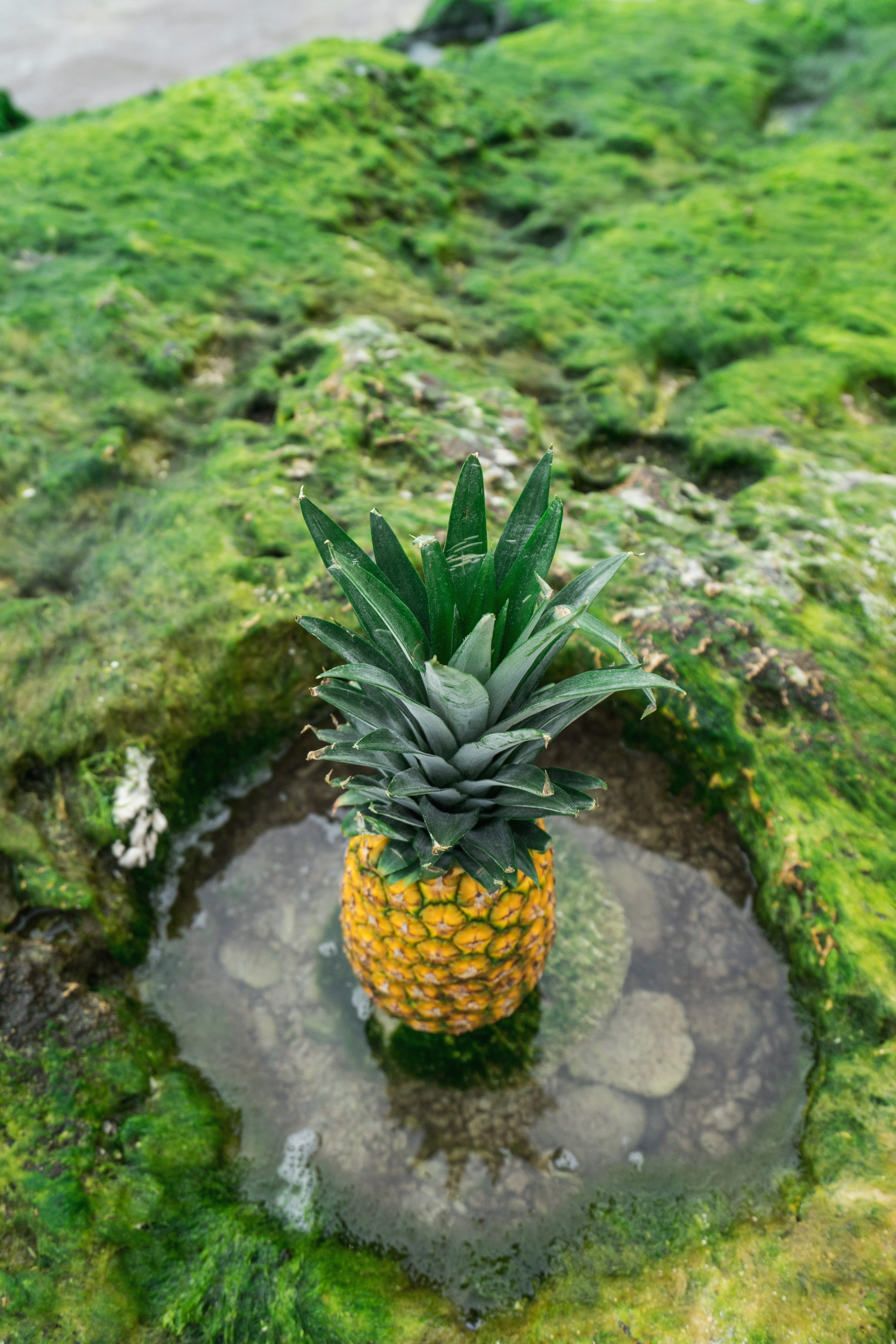 fruit, healthy eating, nature, pond, freshness, plant, pineapple, beauty in nature, rock, water, green color, green, anana, plant part, focus on foreground, Phone HD Wallpaper