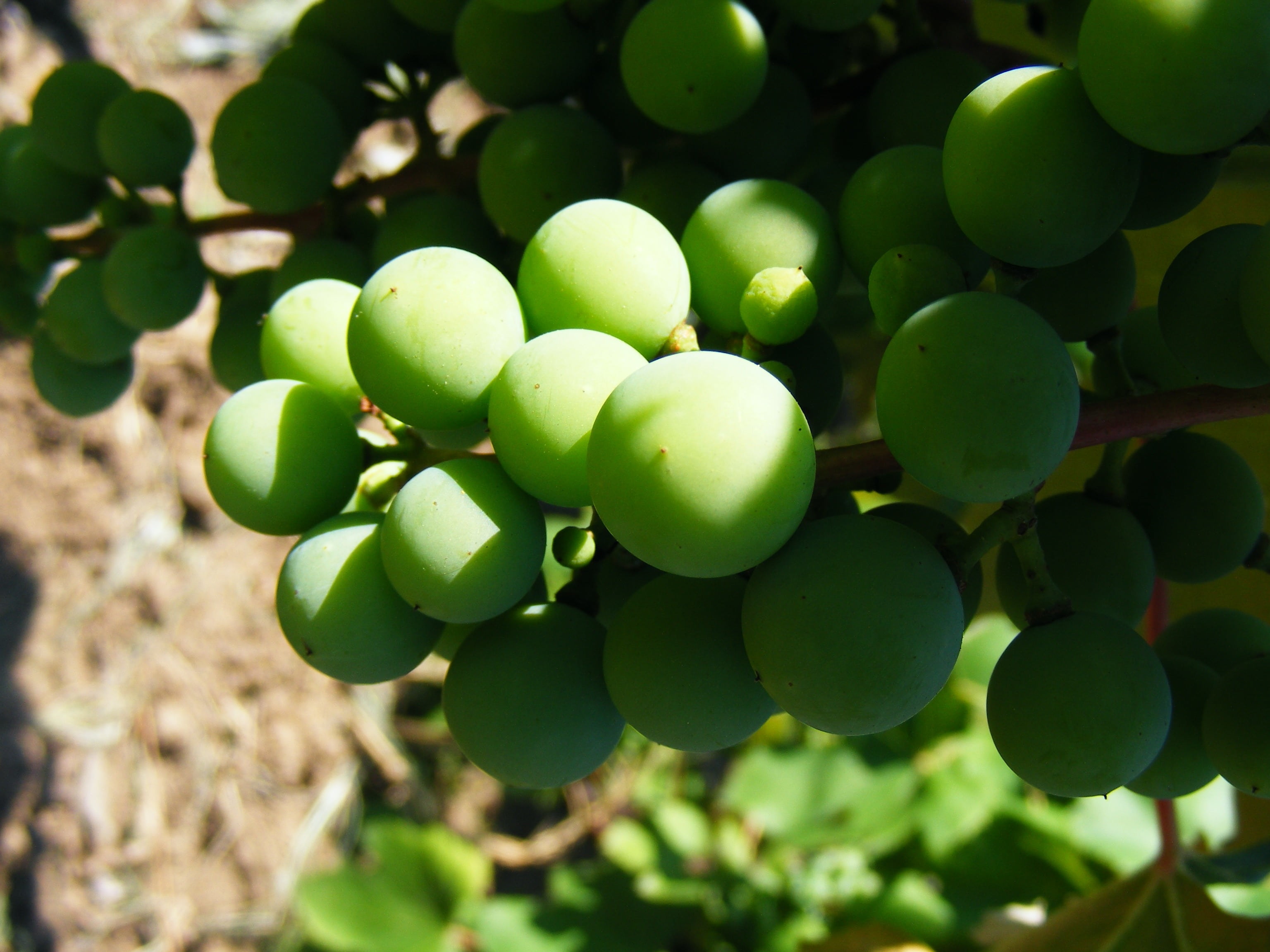 agriculture, focus on foreground, nature, plant part, grapes, fruit, food and drink, healthy eating, tree, plantation, leaf, outdoors, wellbeing, grape, HD Wallpaper