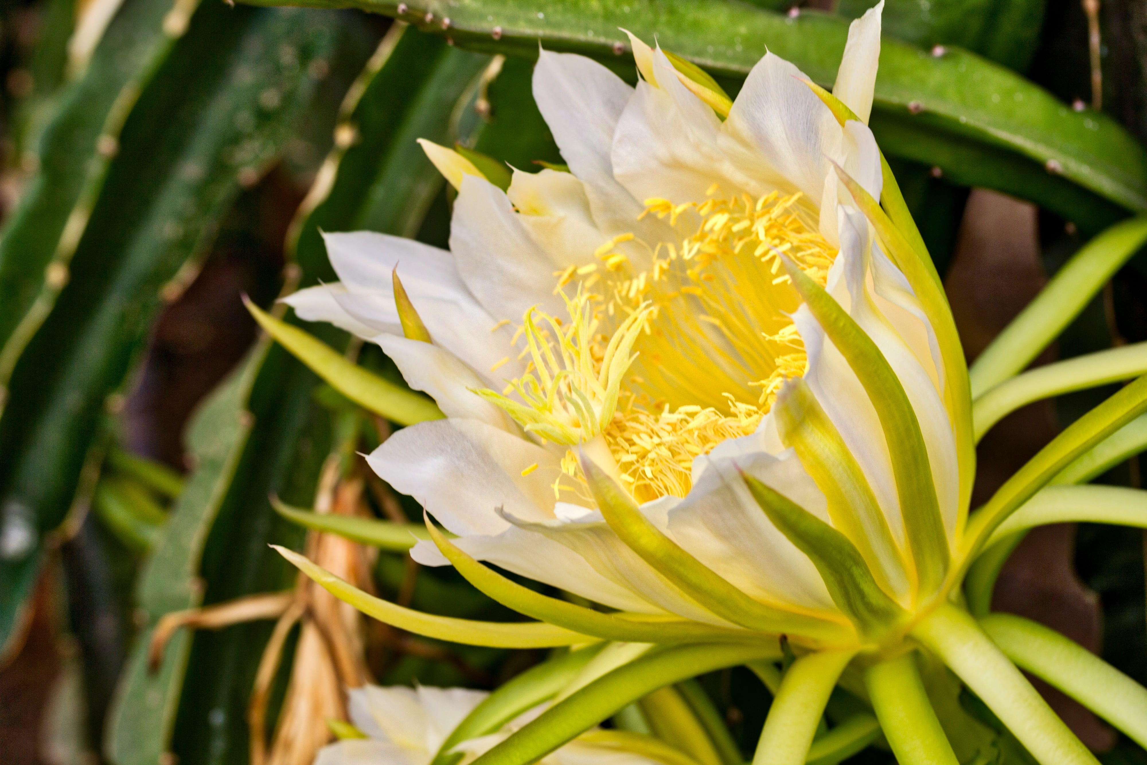 yellow, cactus, large, no people, focus on foreground, vulnerability, pitaya, flowering plant, leaf, night, flower, close-up, fragility, plant part, mayfly, HD Wallpaper